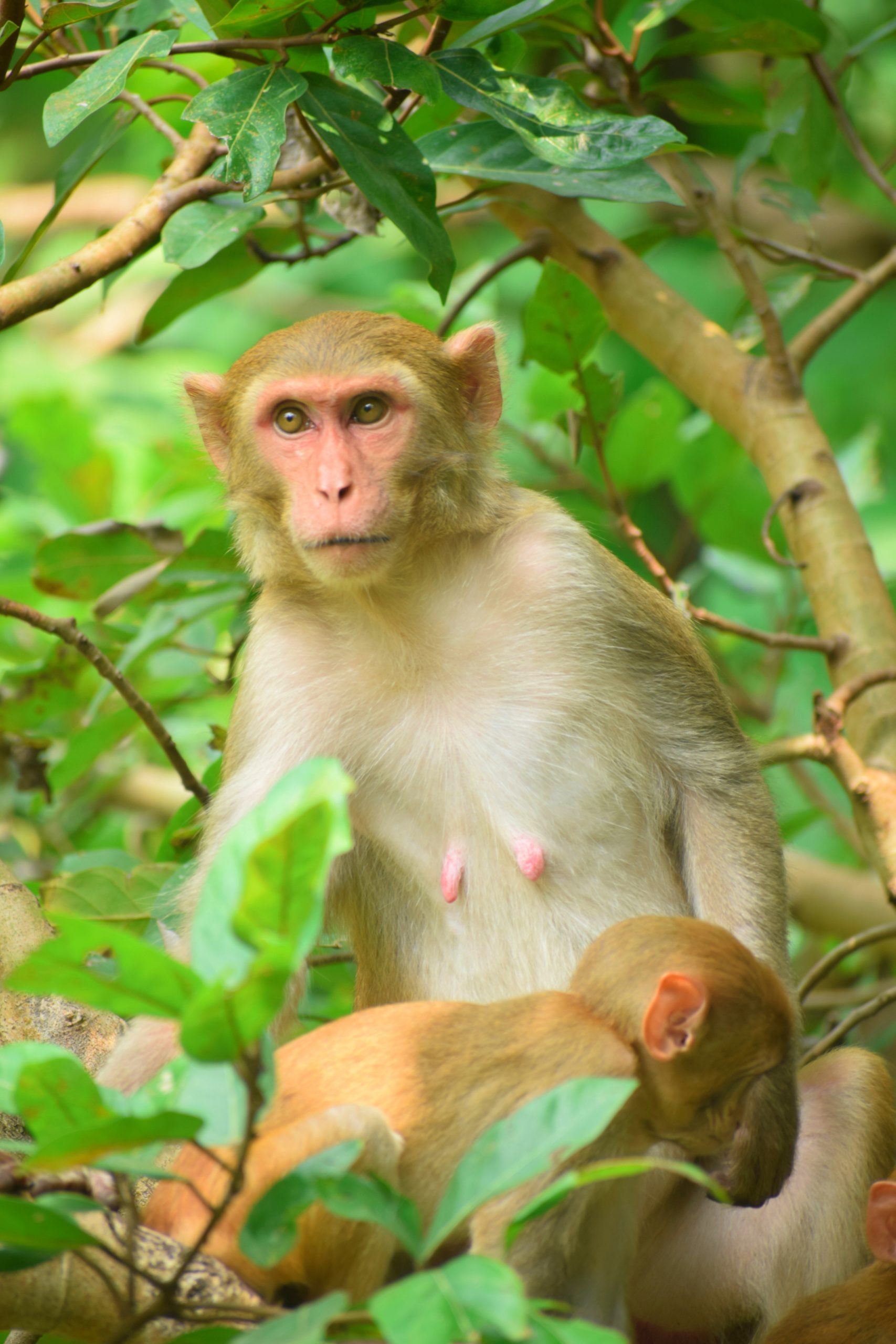 monkeys in the forest