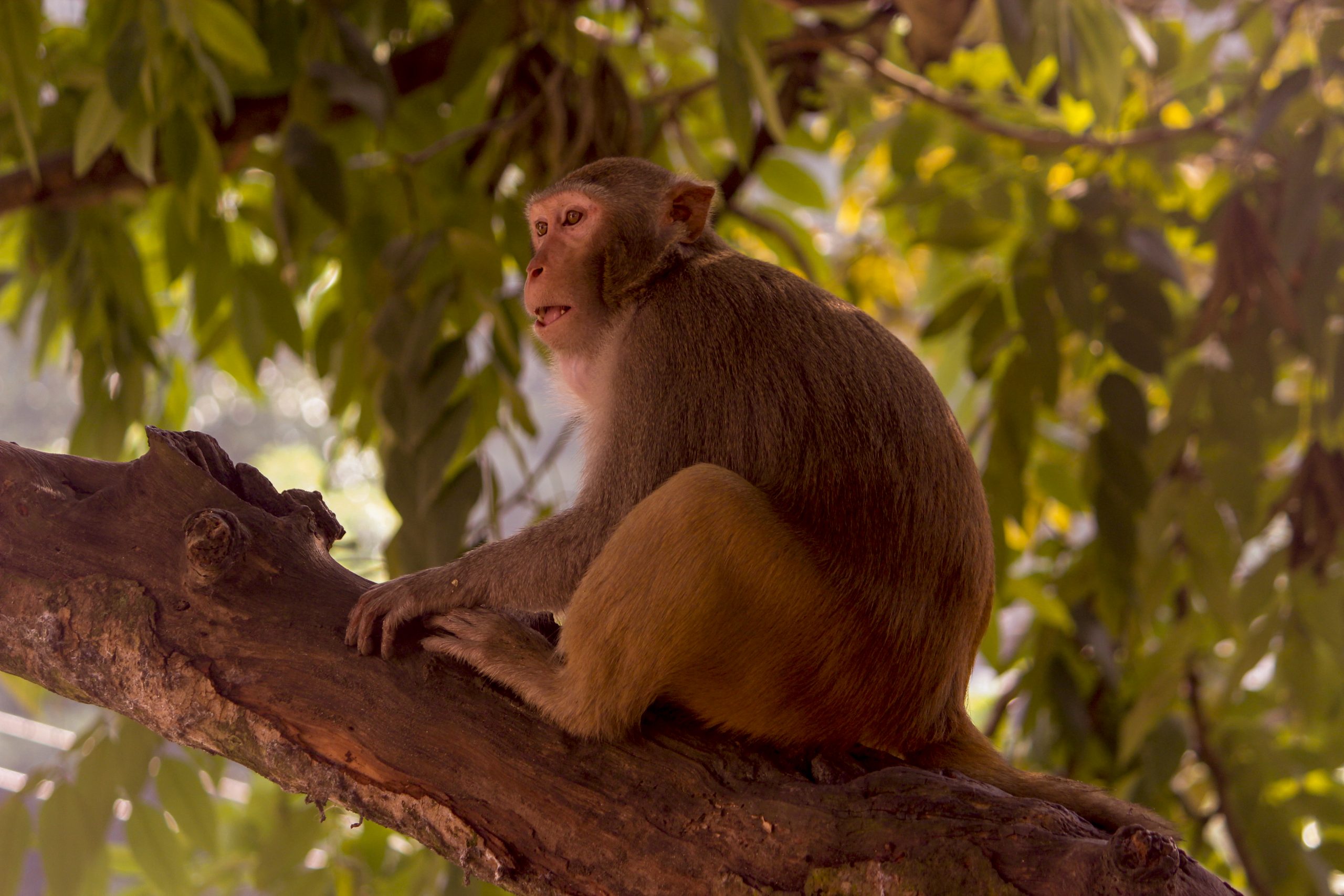 Sitting monkey