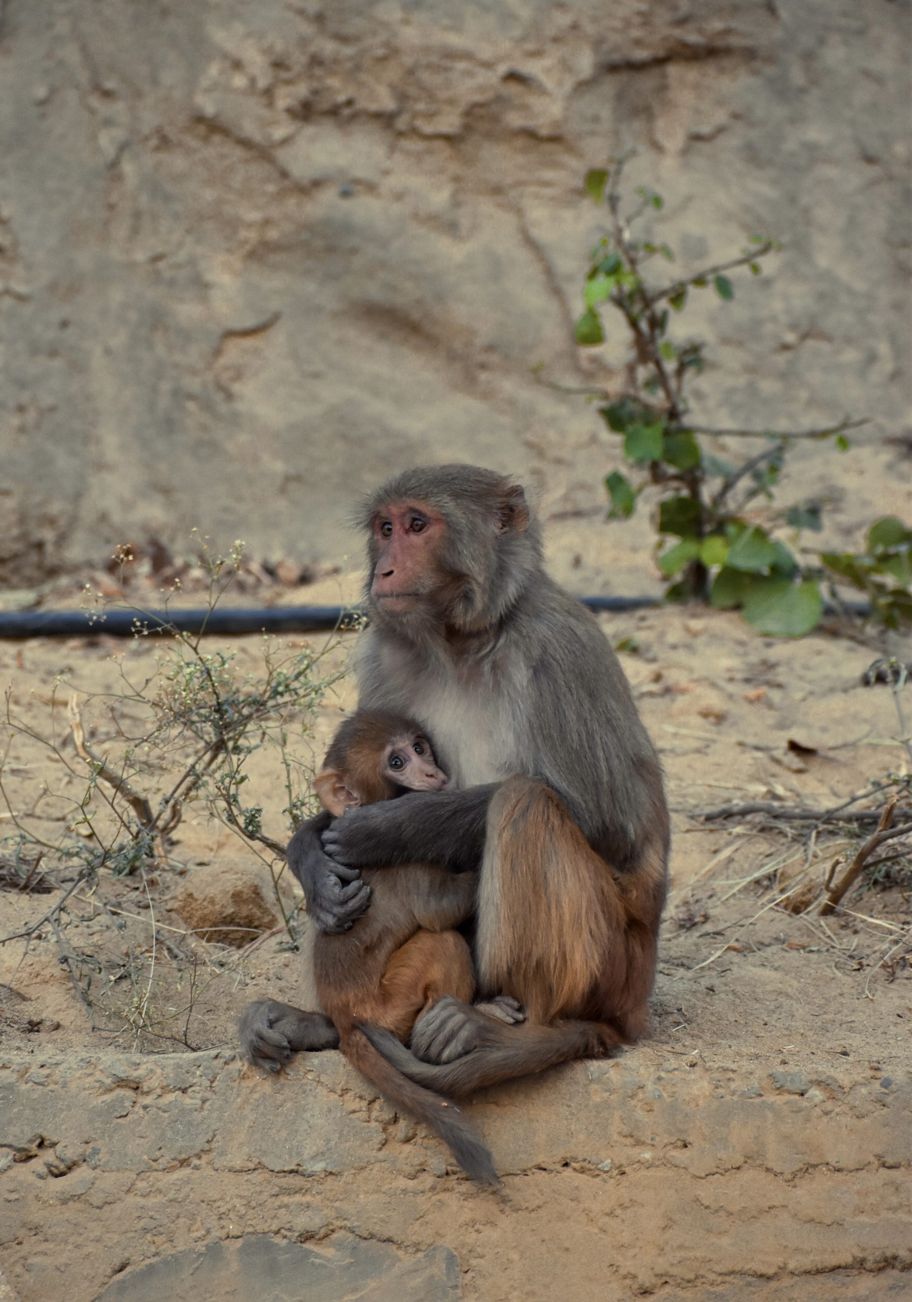 monkey with baby