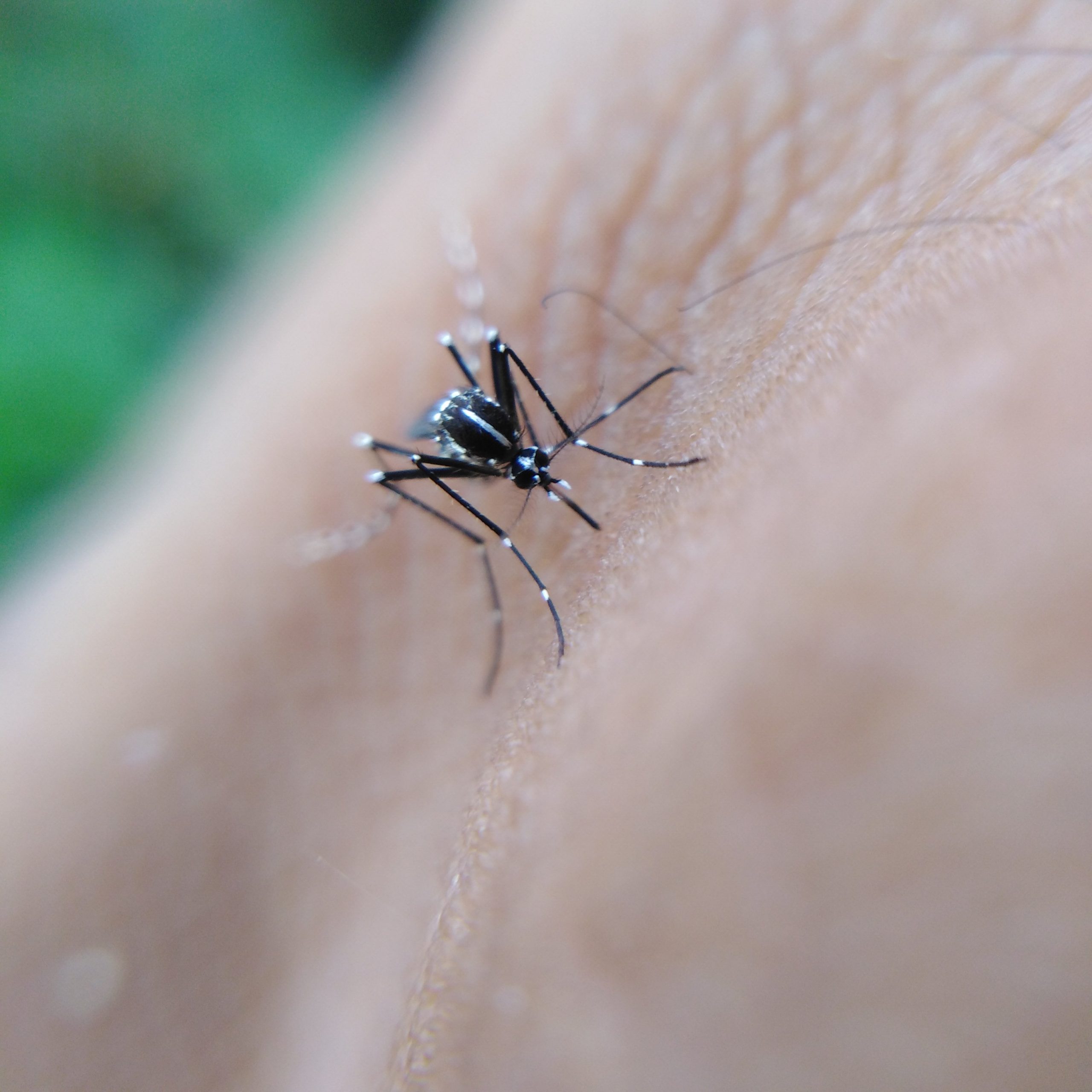 Mosquito Close-up