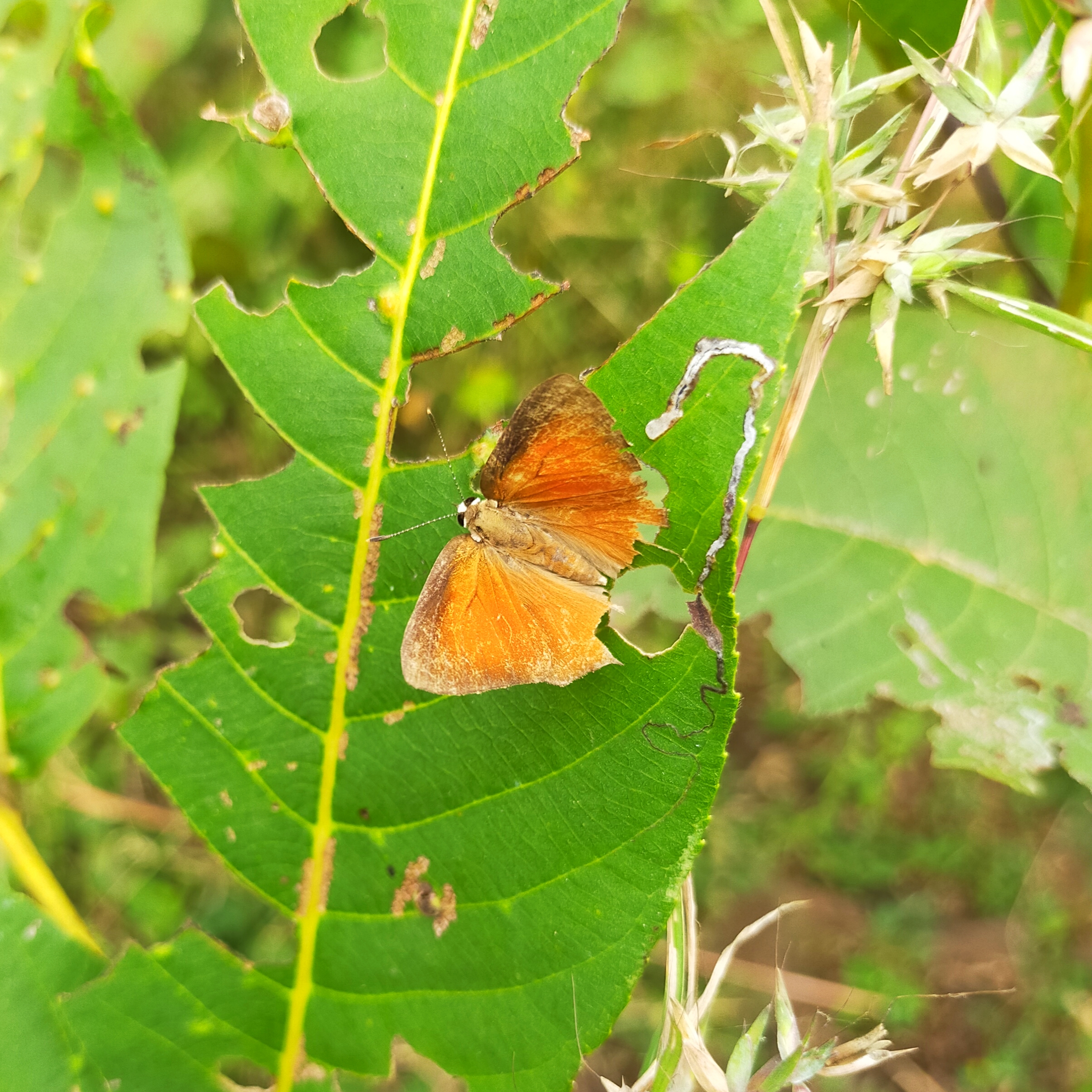 Moth on leaf