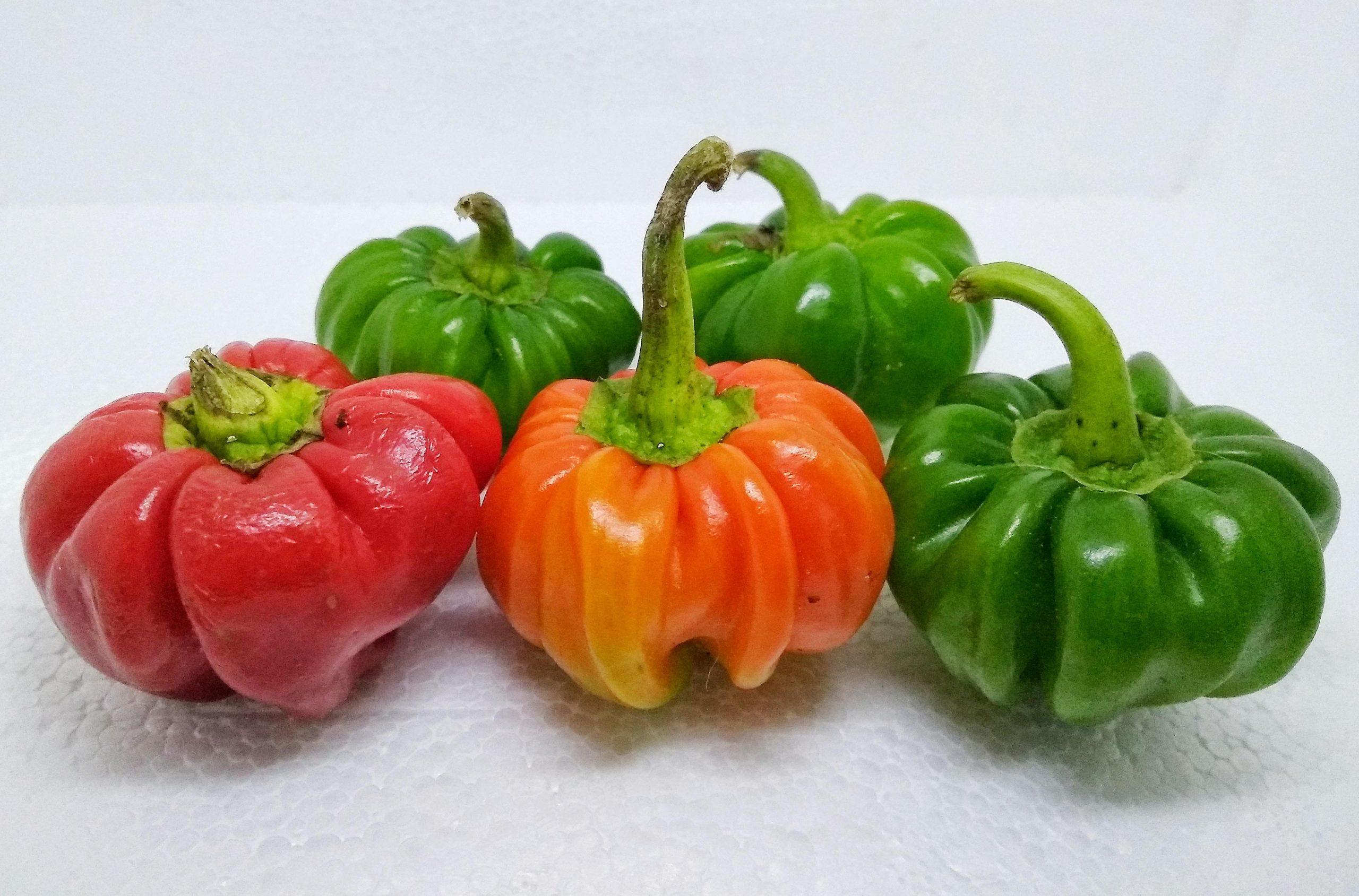 Multicolor capsicums