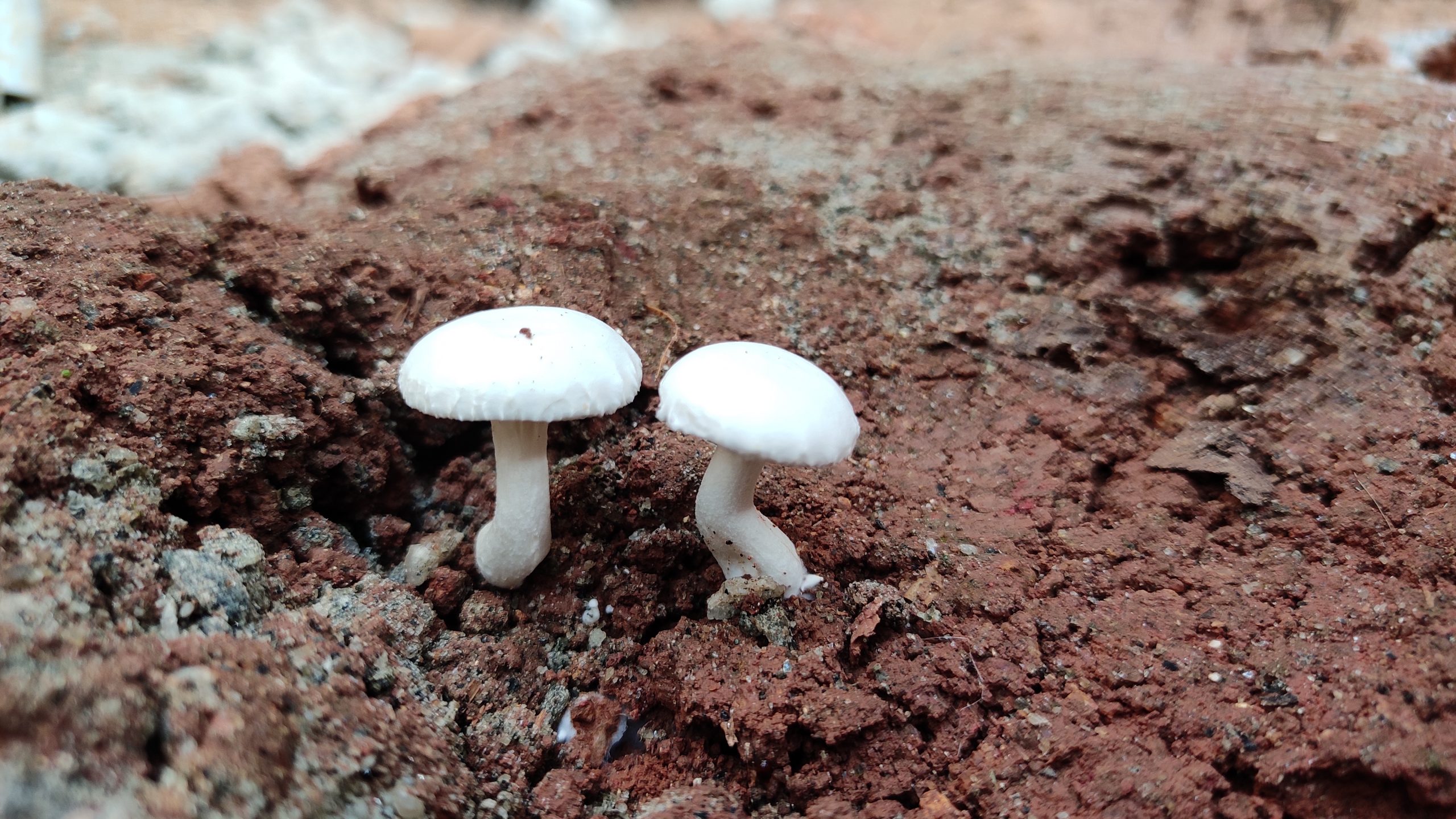 Mushroom plants