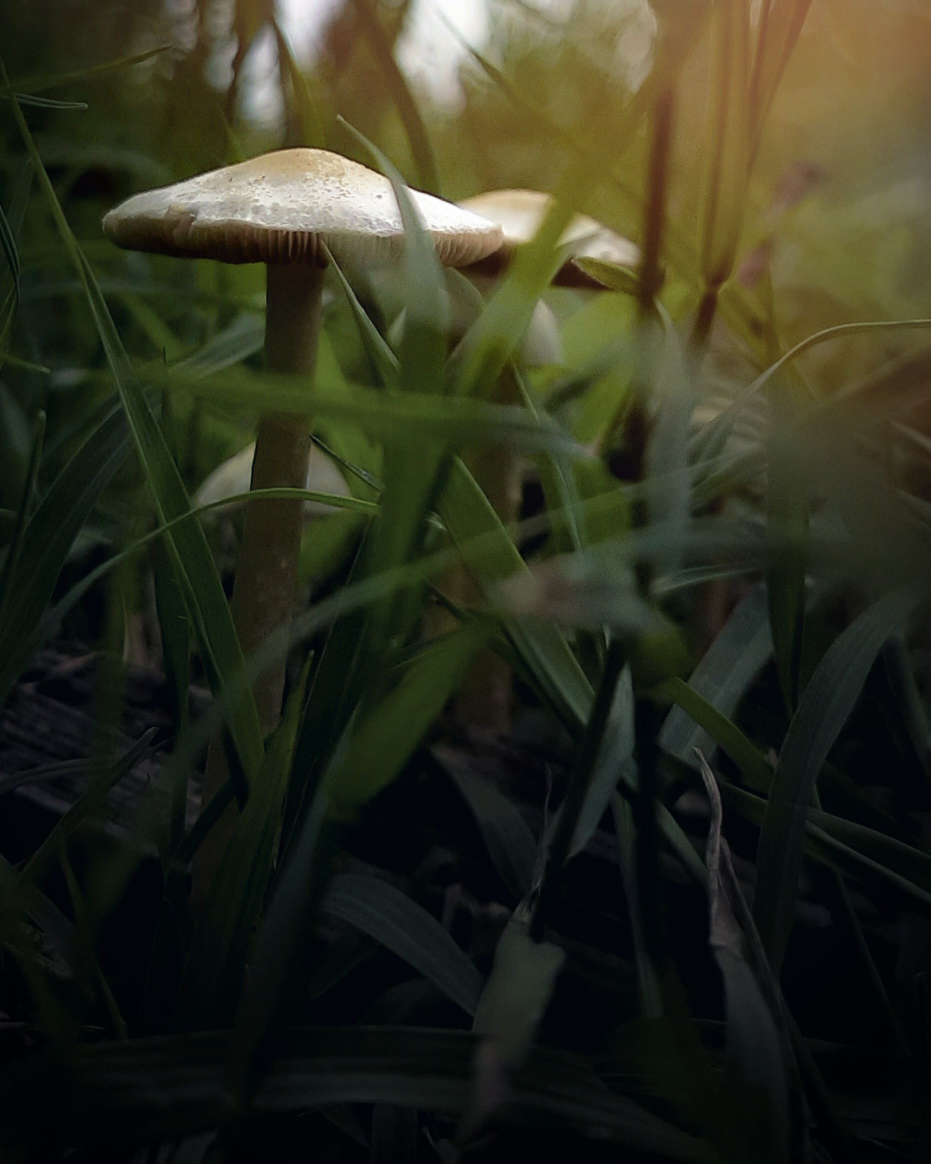 Mushroom plants in grass