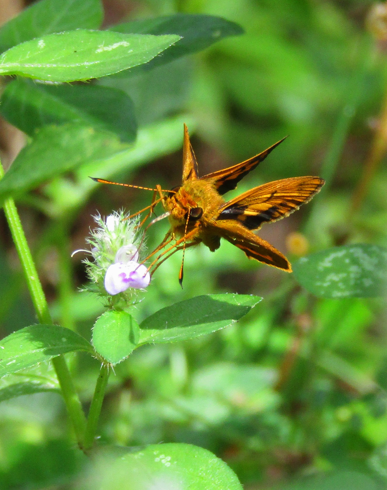 Nectar Close-up