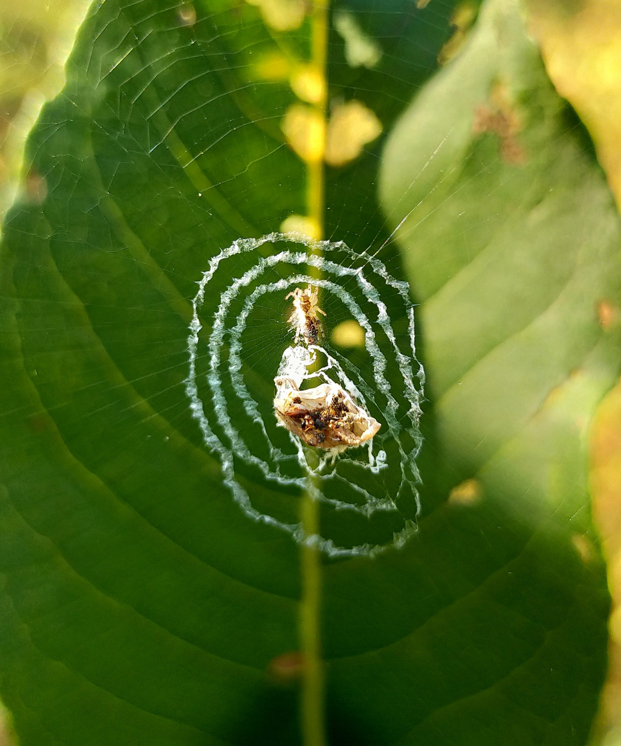 Spider web