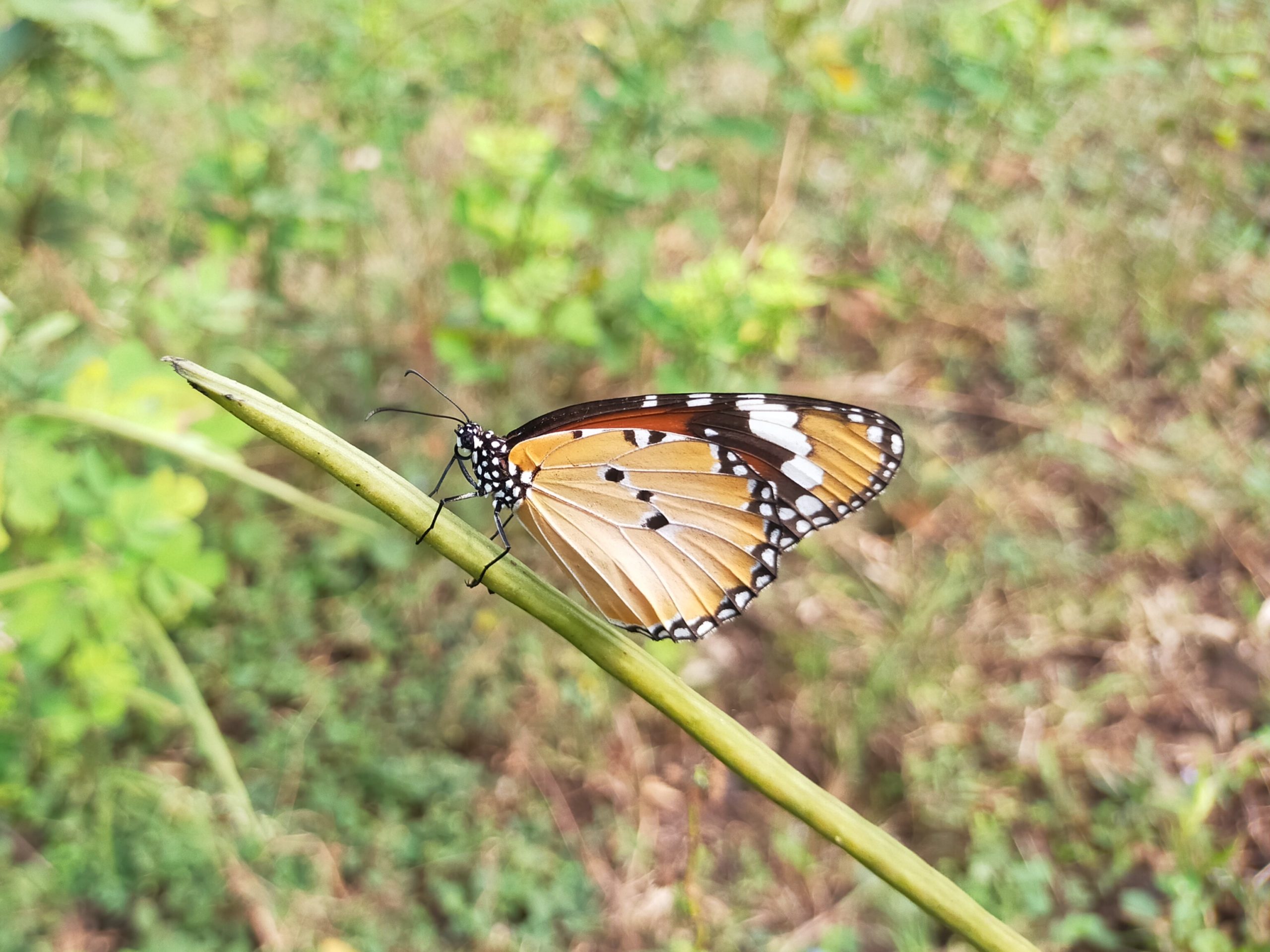 butterfly on a stem