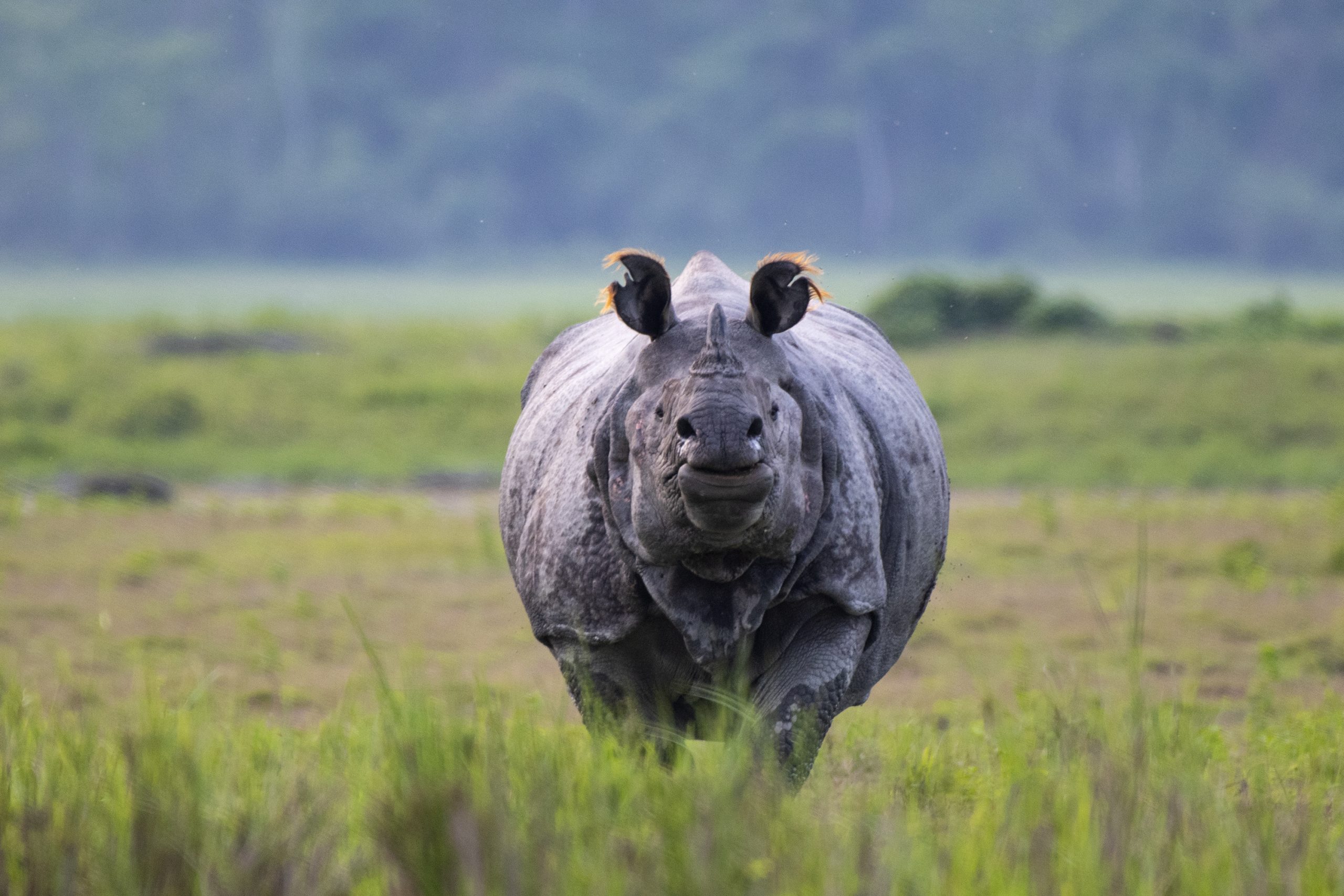 One-horned Rhino