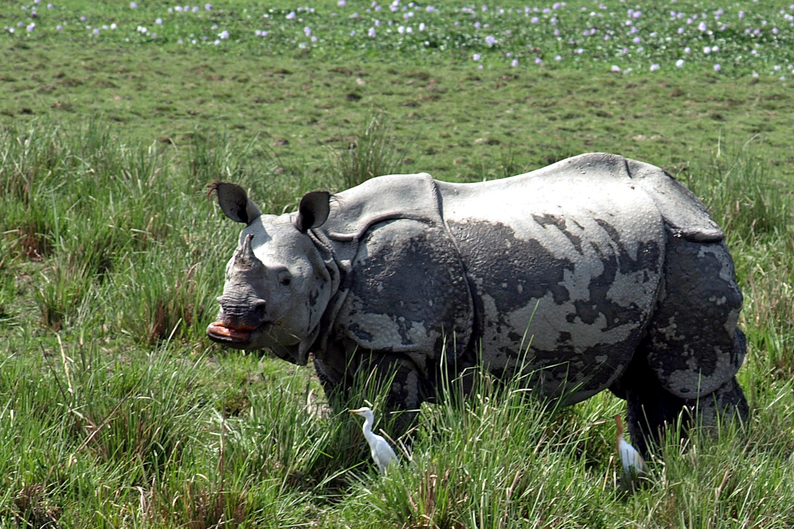 rhinoceros in grass