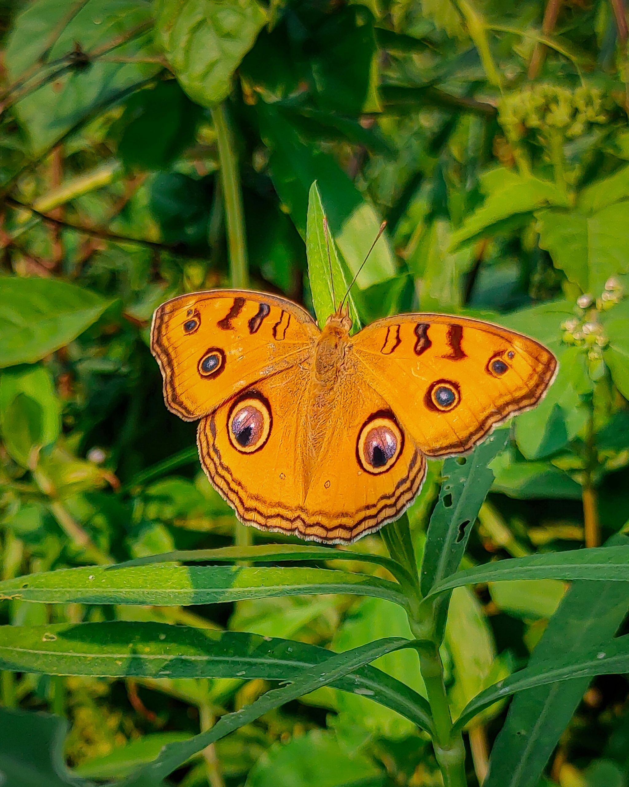 butterfly on leaf