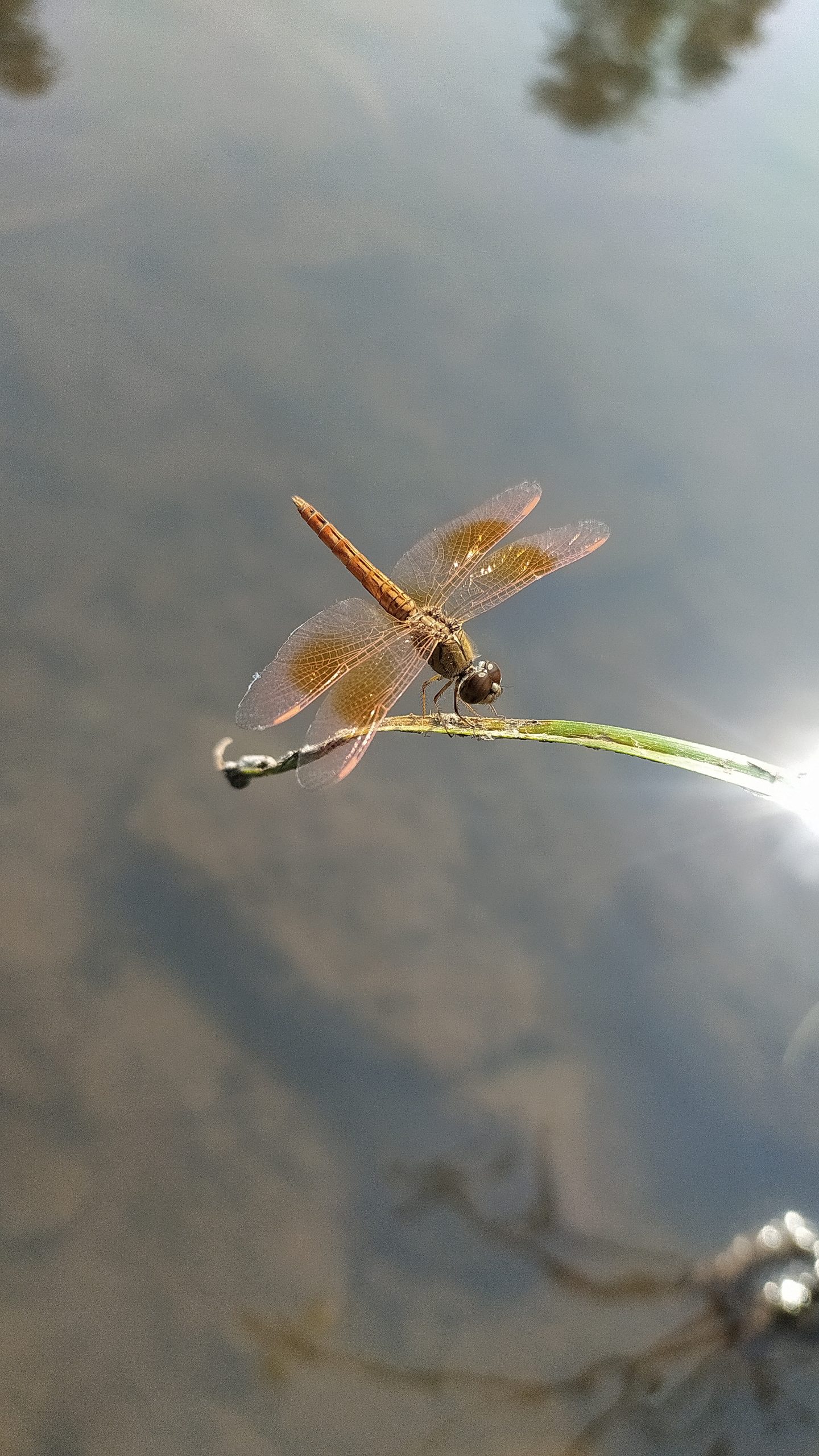 Dragonfly