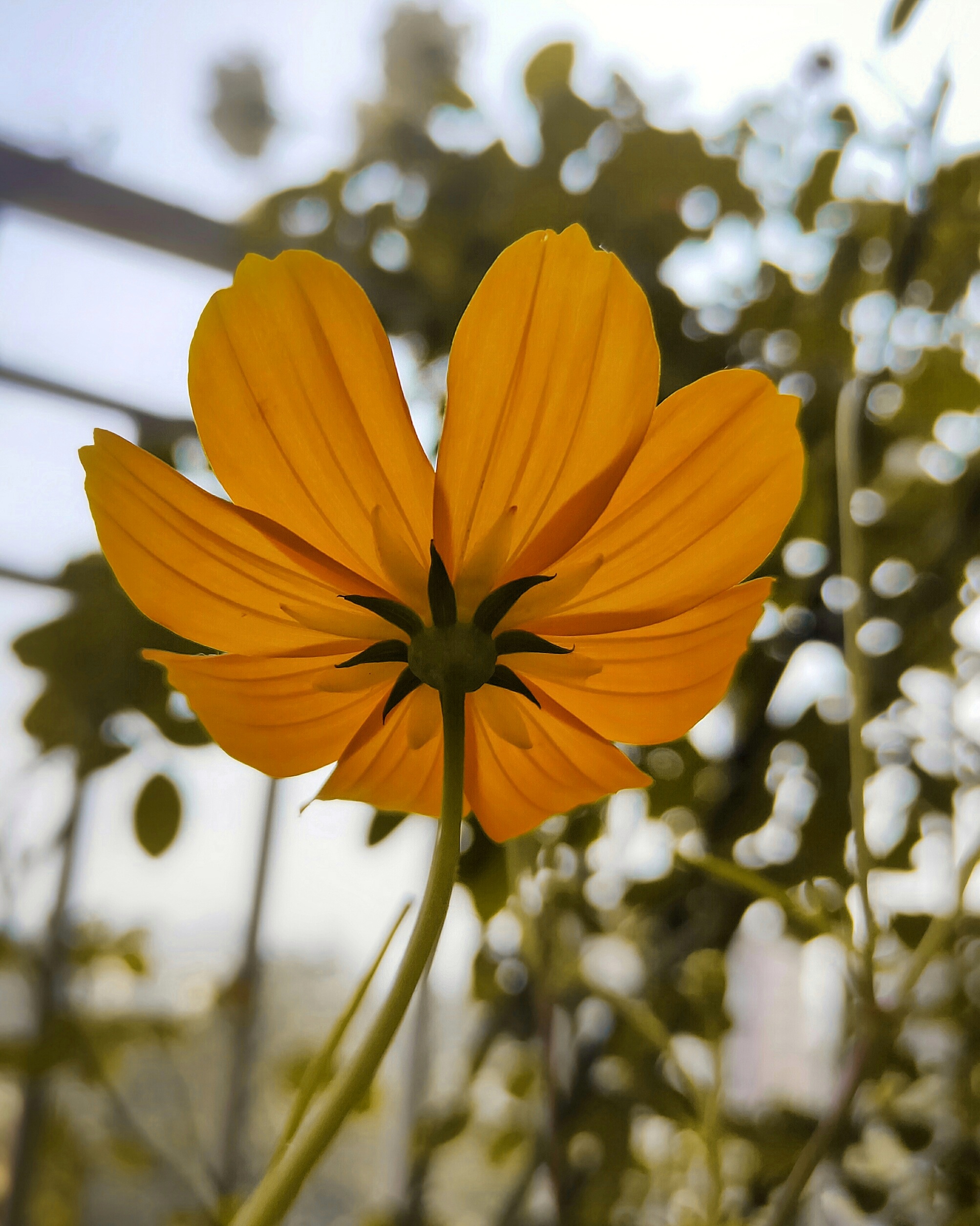 Yellow Daisy