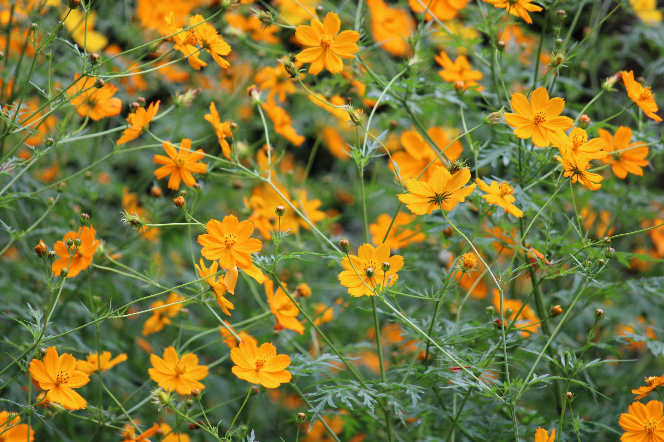 Orange flowers in a garden