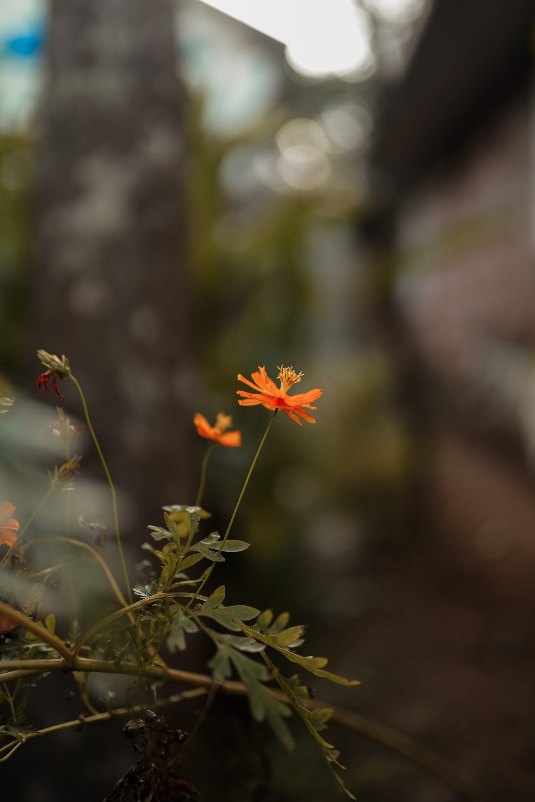 Orange flowers of a plant