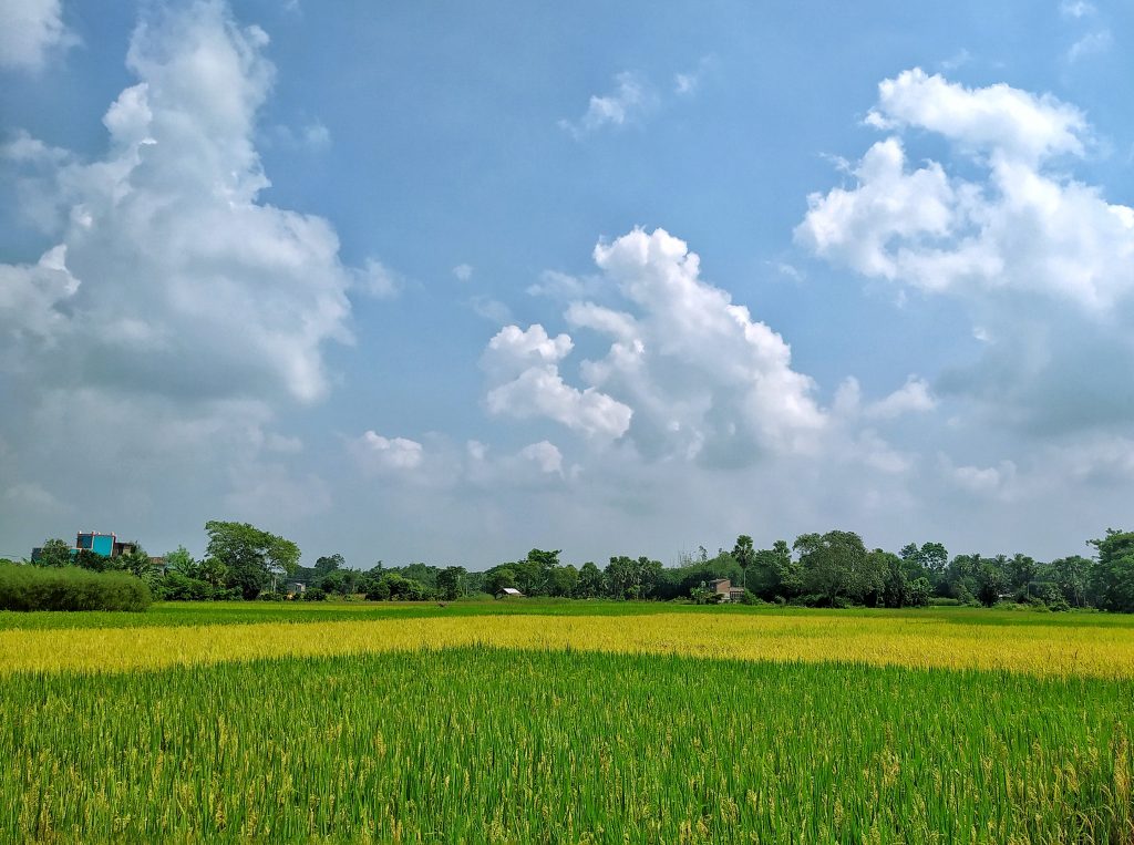 Green Paddy Field - PixaHive