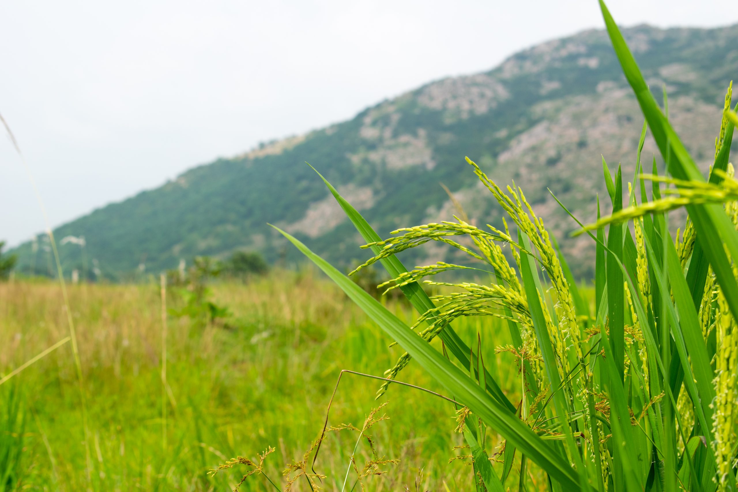 Agriculture field