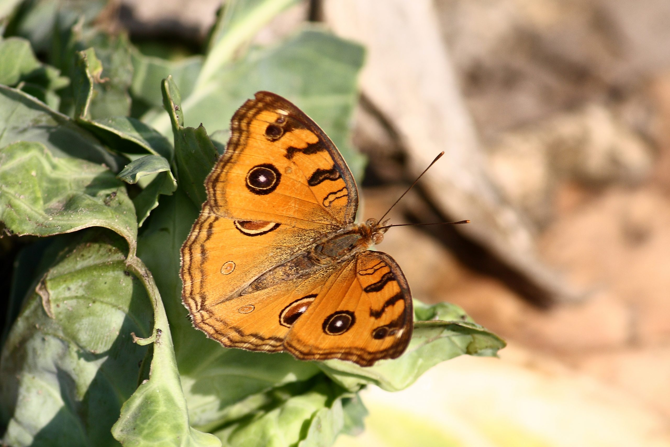 butterfly on leaf