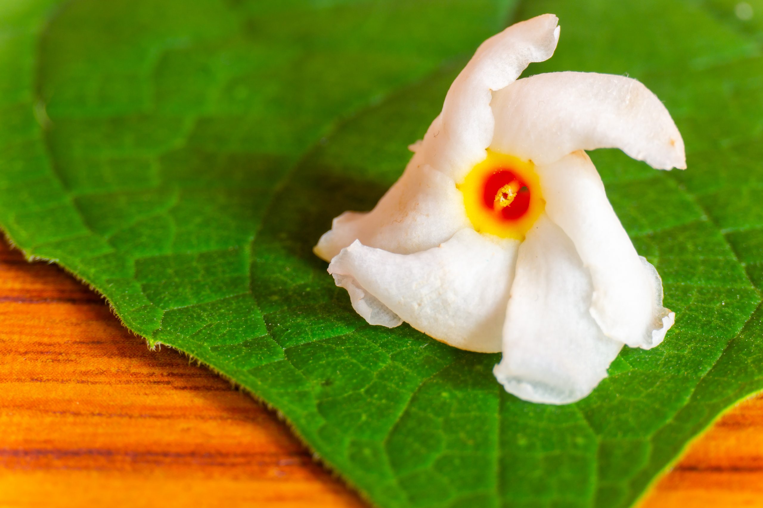 Parijatham flower on a leaf