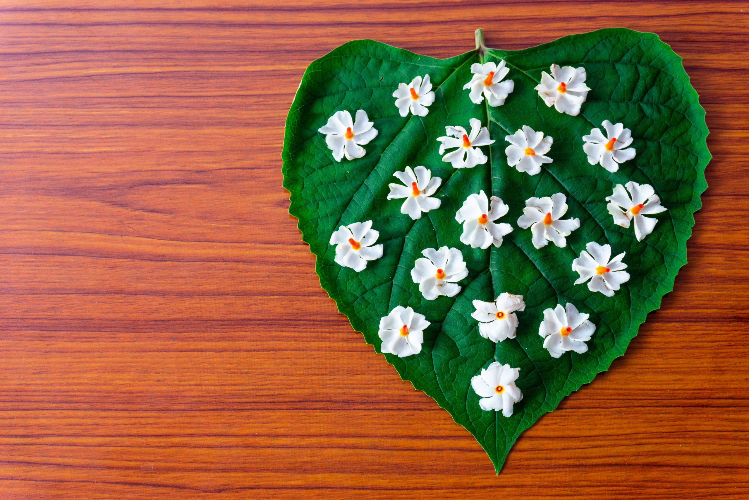 Parijatham flowers on a leaf