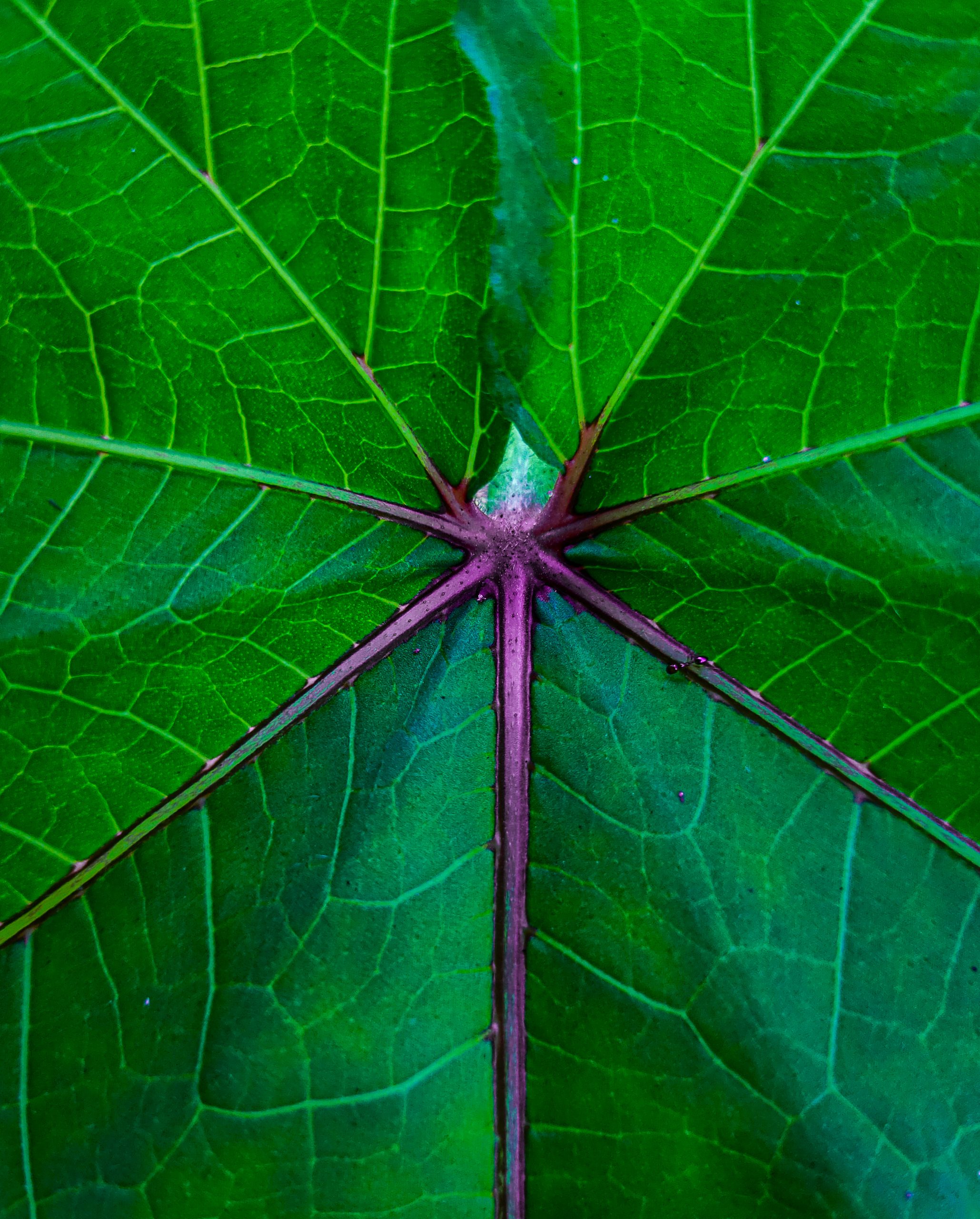 close-up of leaf