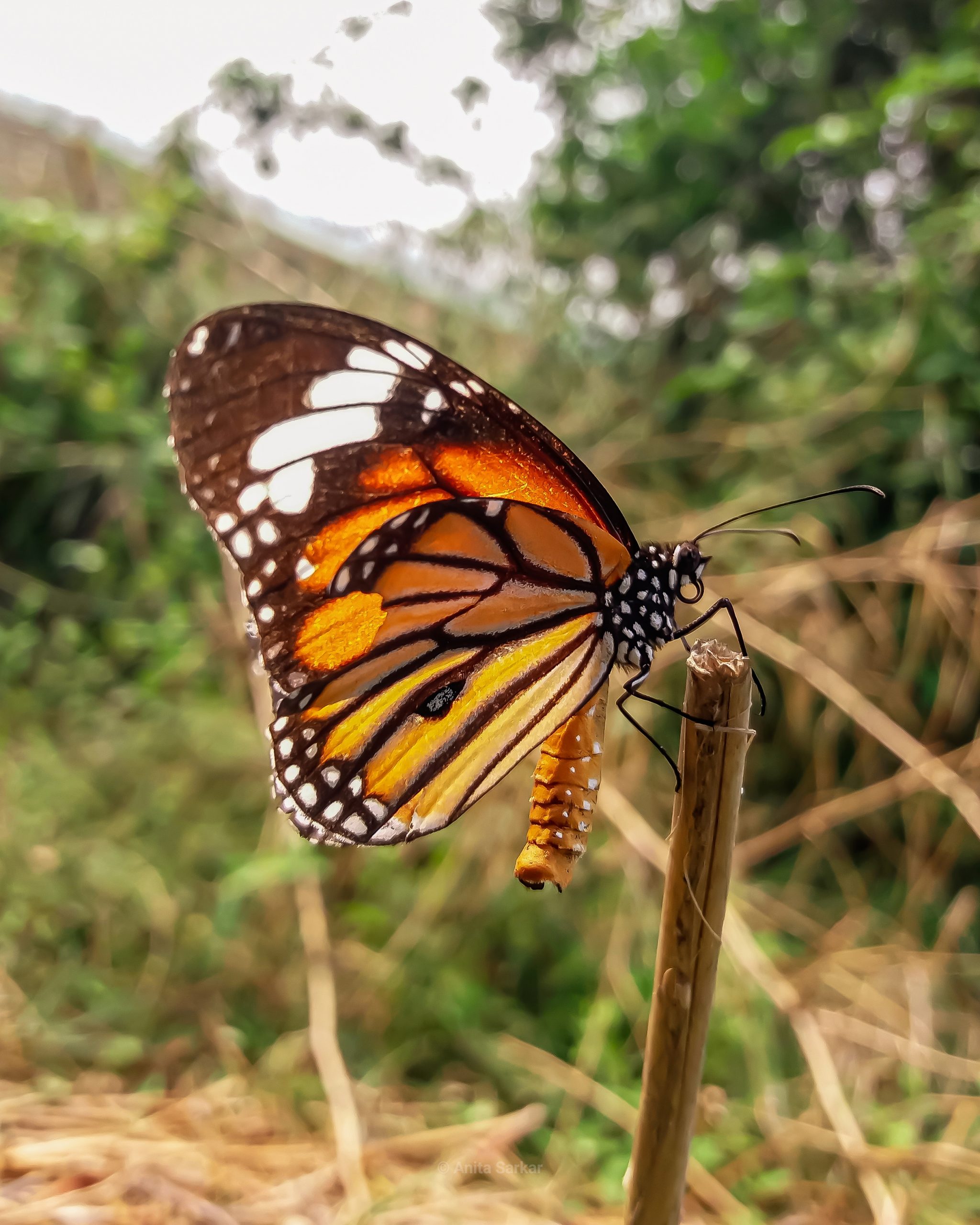 Patterned Butterfly Wings