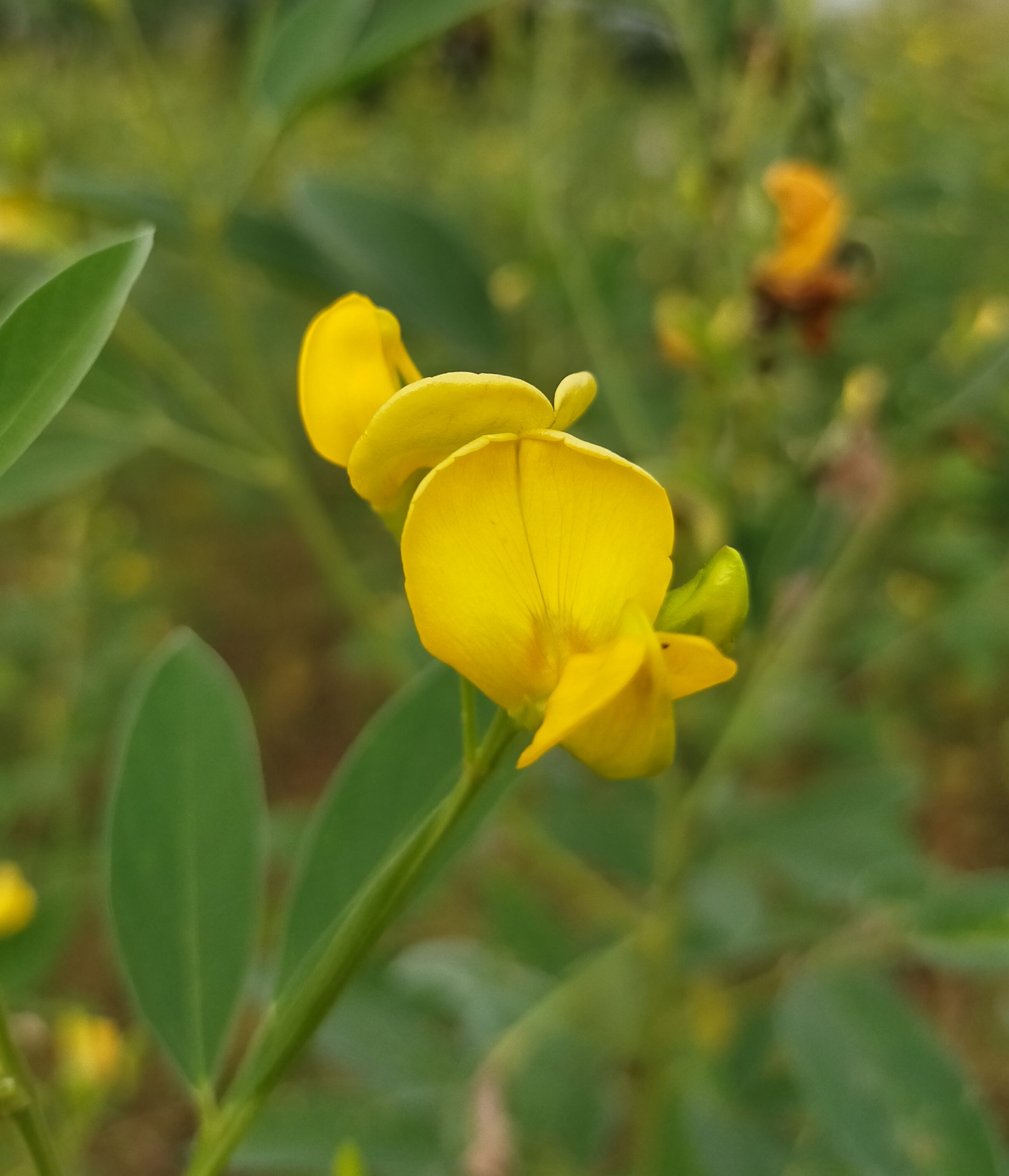 Pea plant flower - PixaHive