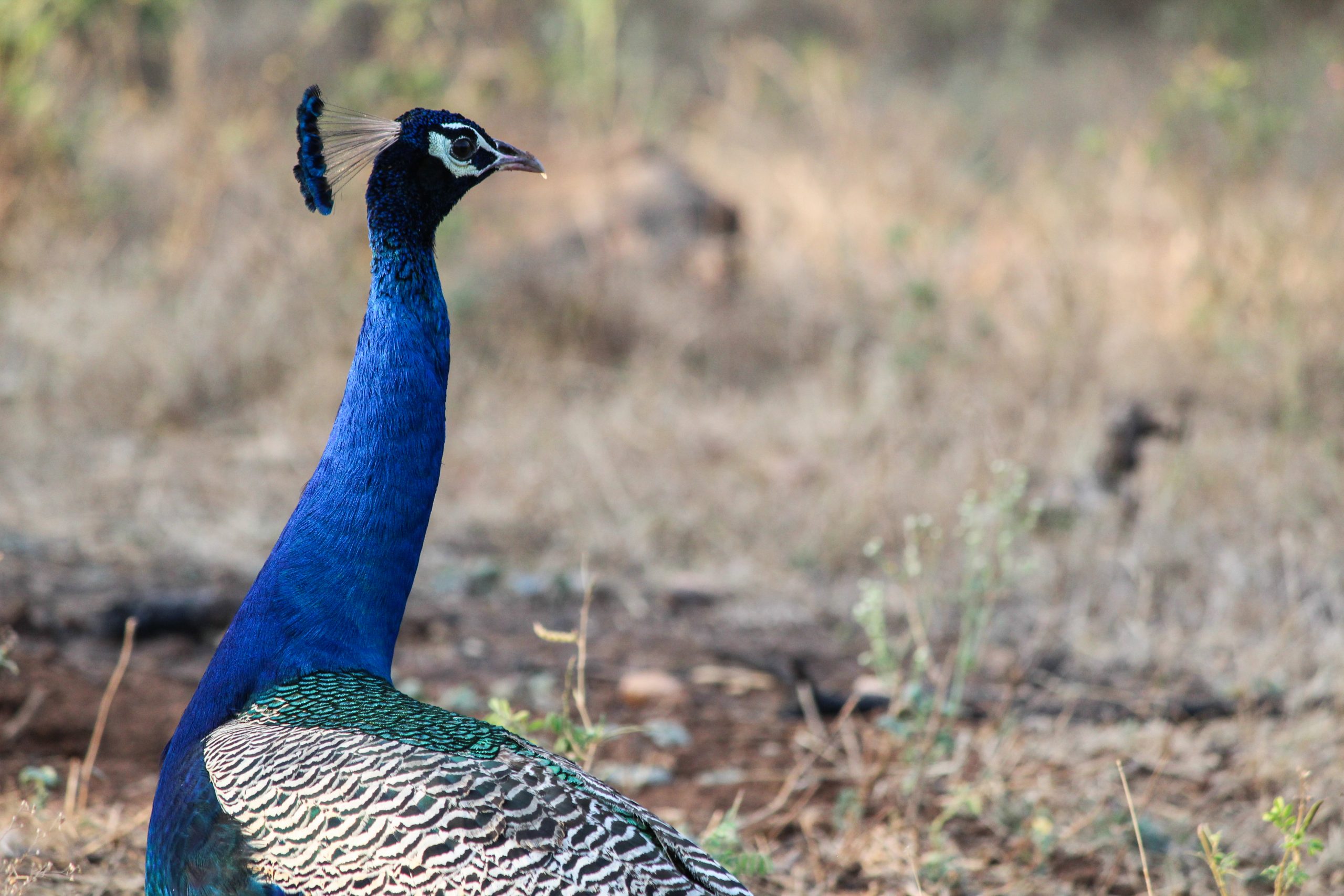 An elegant peacock.