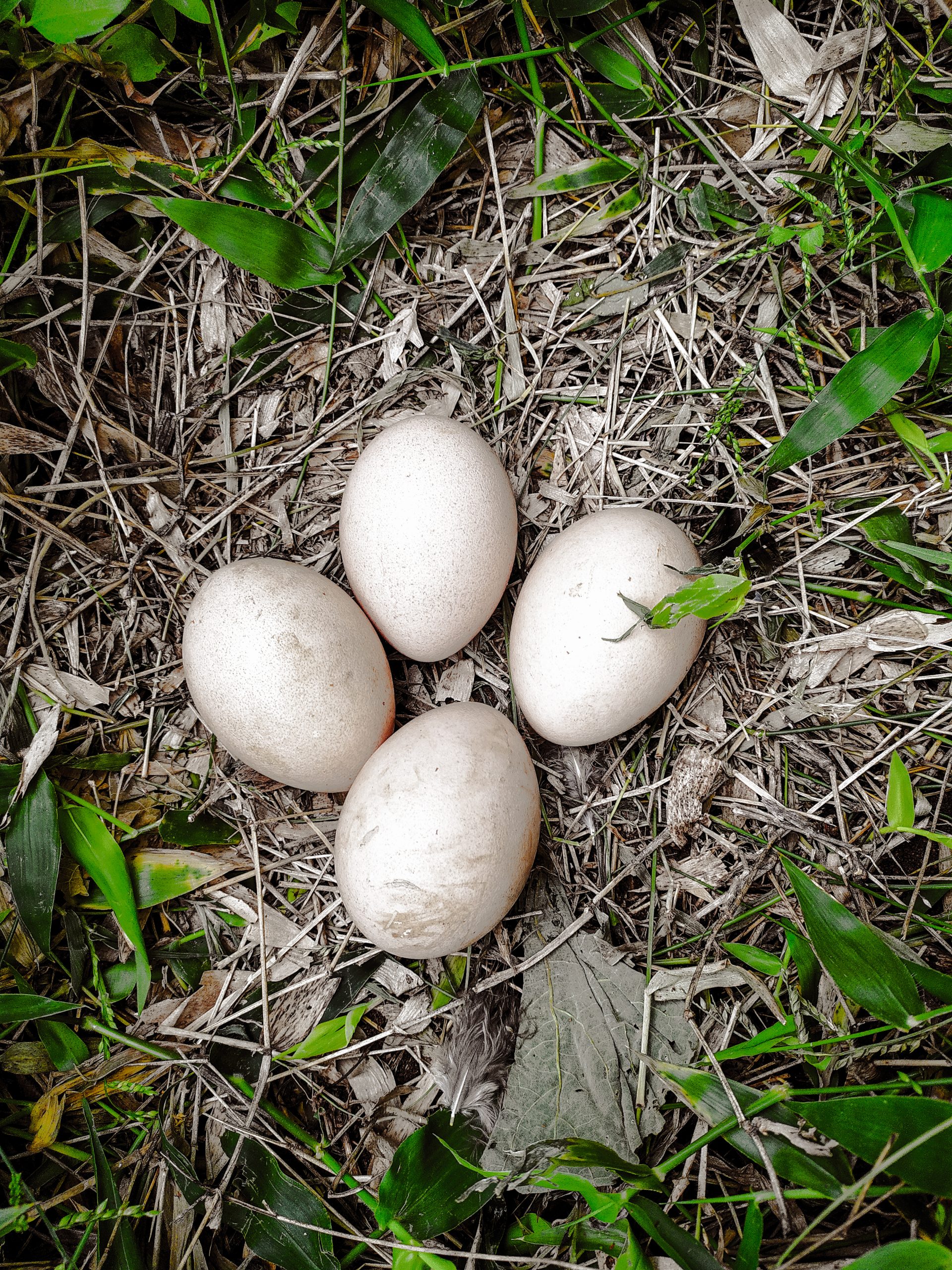 peacock eggs