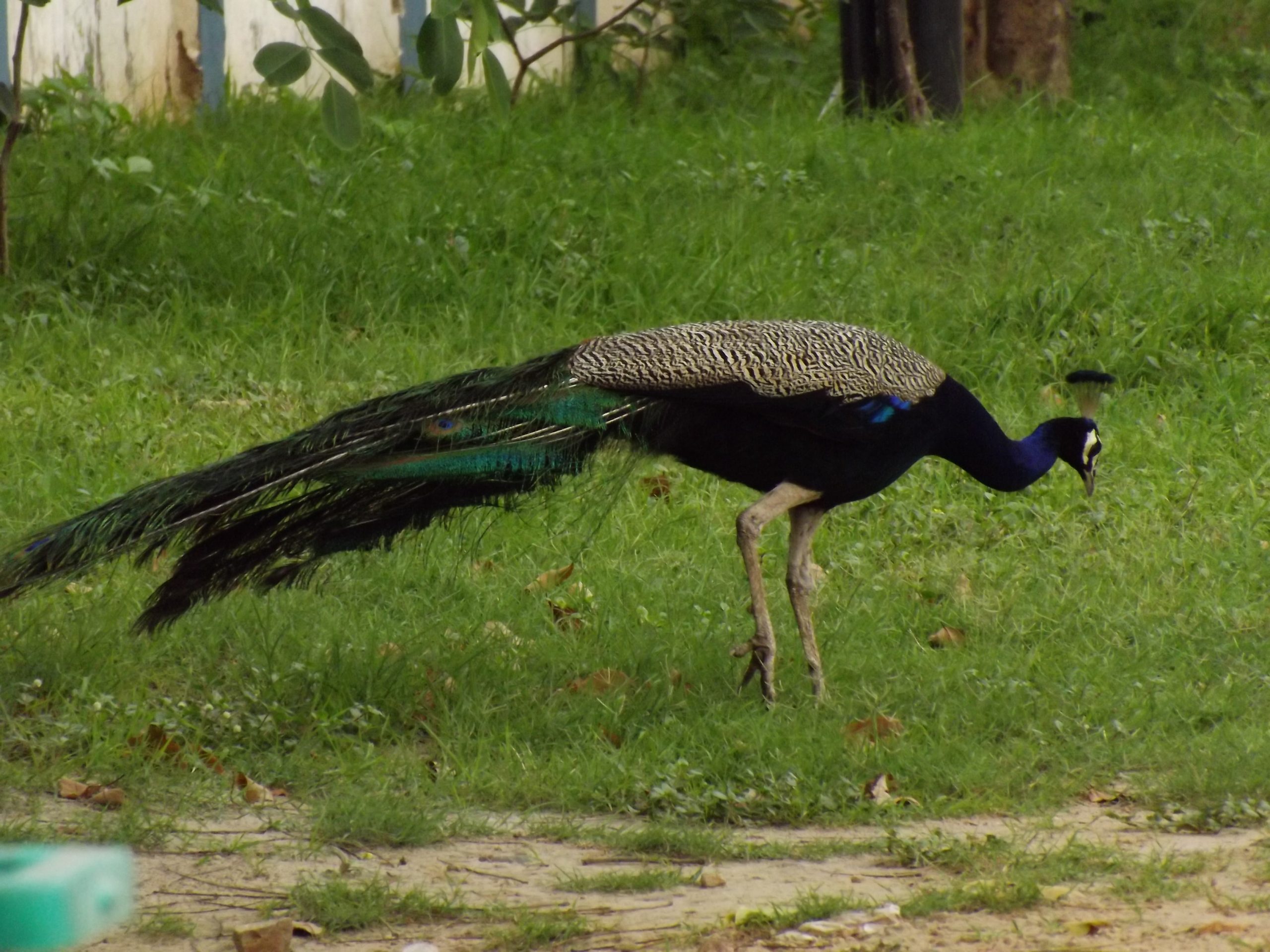 peacock in garden