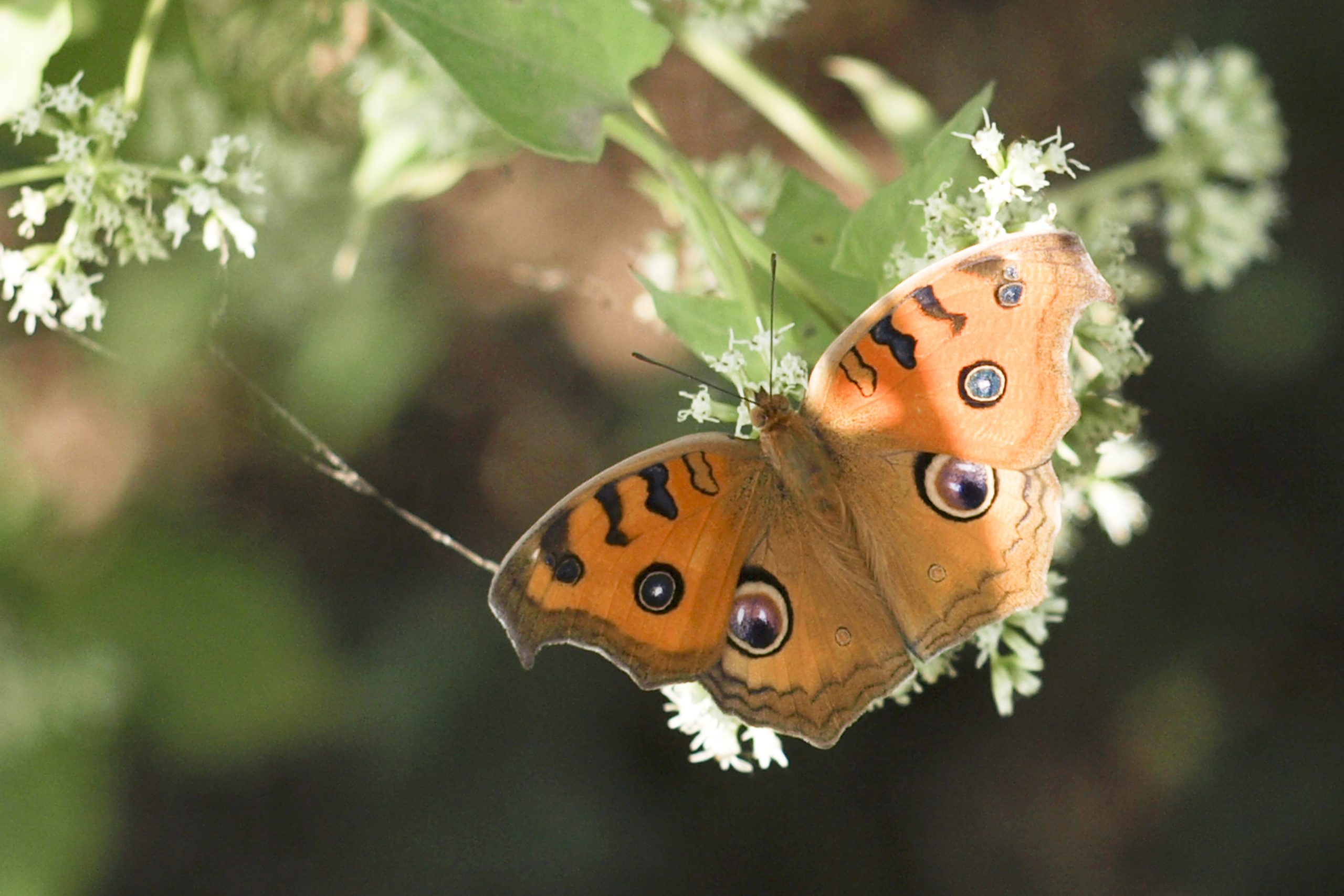 butterfly on flower