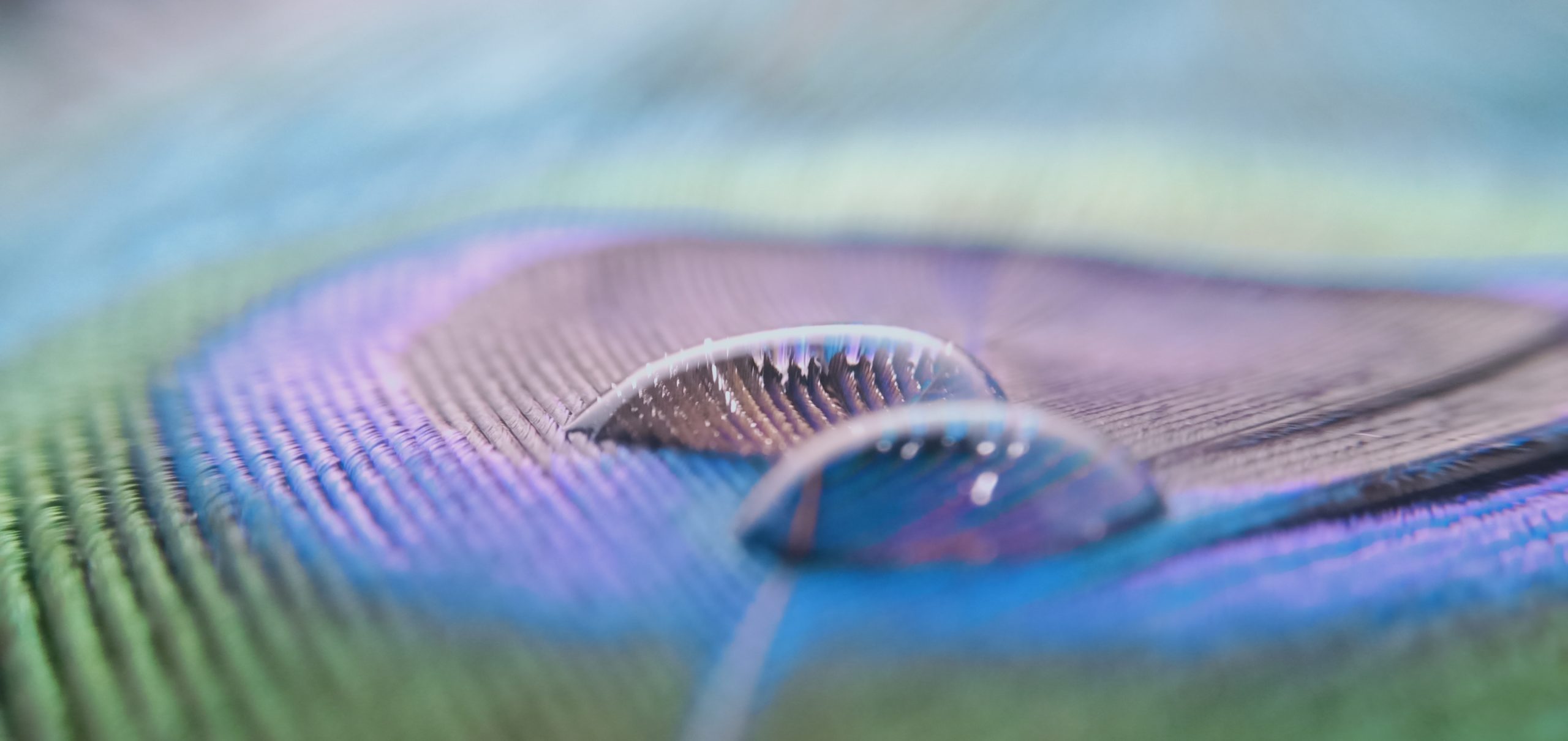 water drops on peacock feather