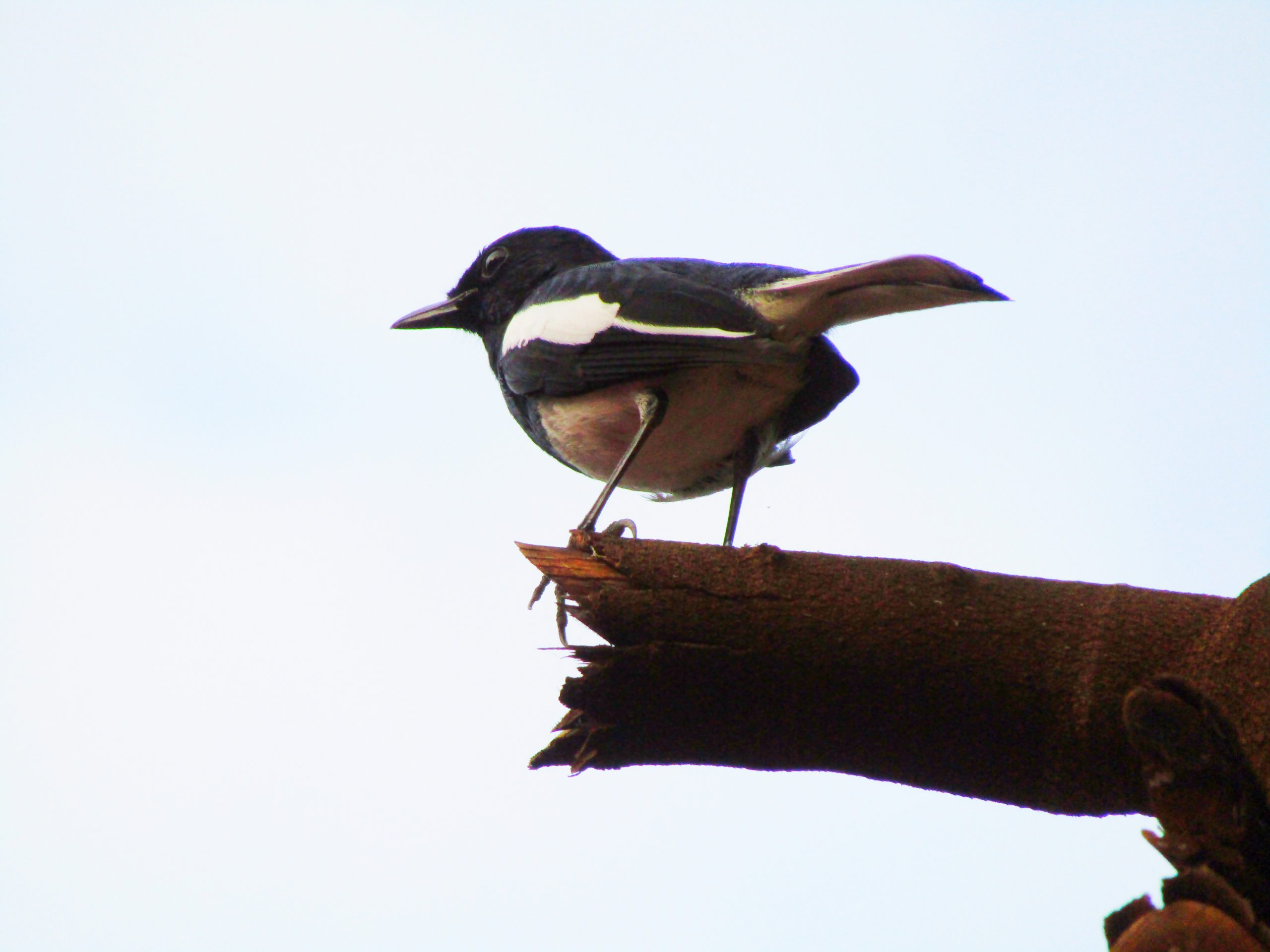 Perching Magpie