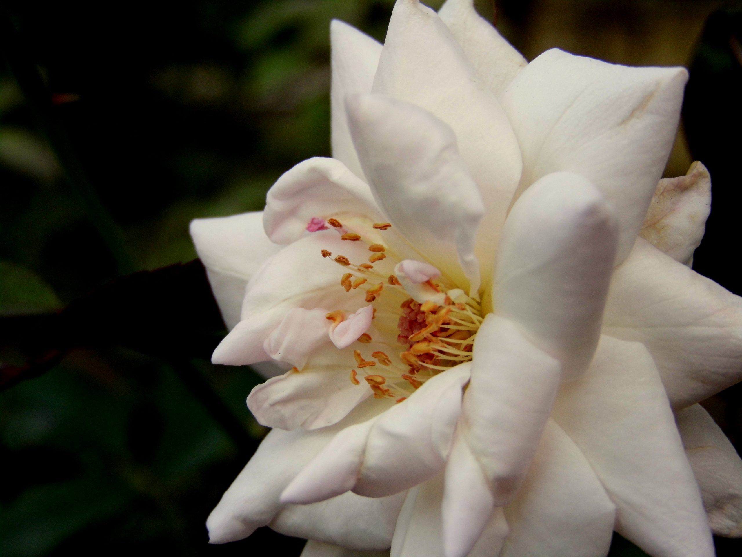 Petals of a white flower