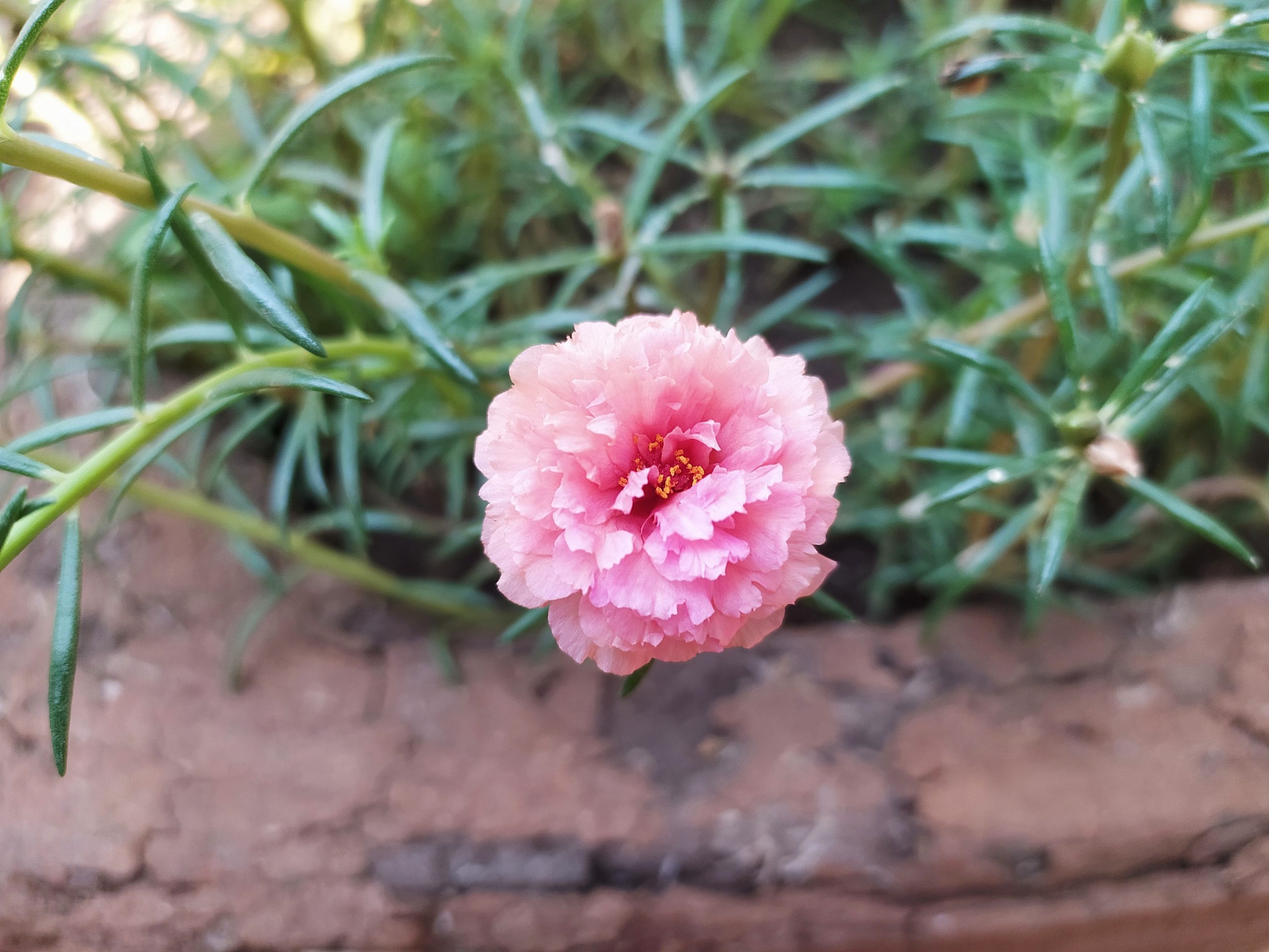 Flowering plant