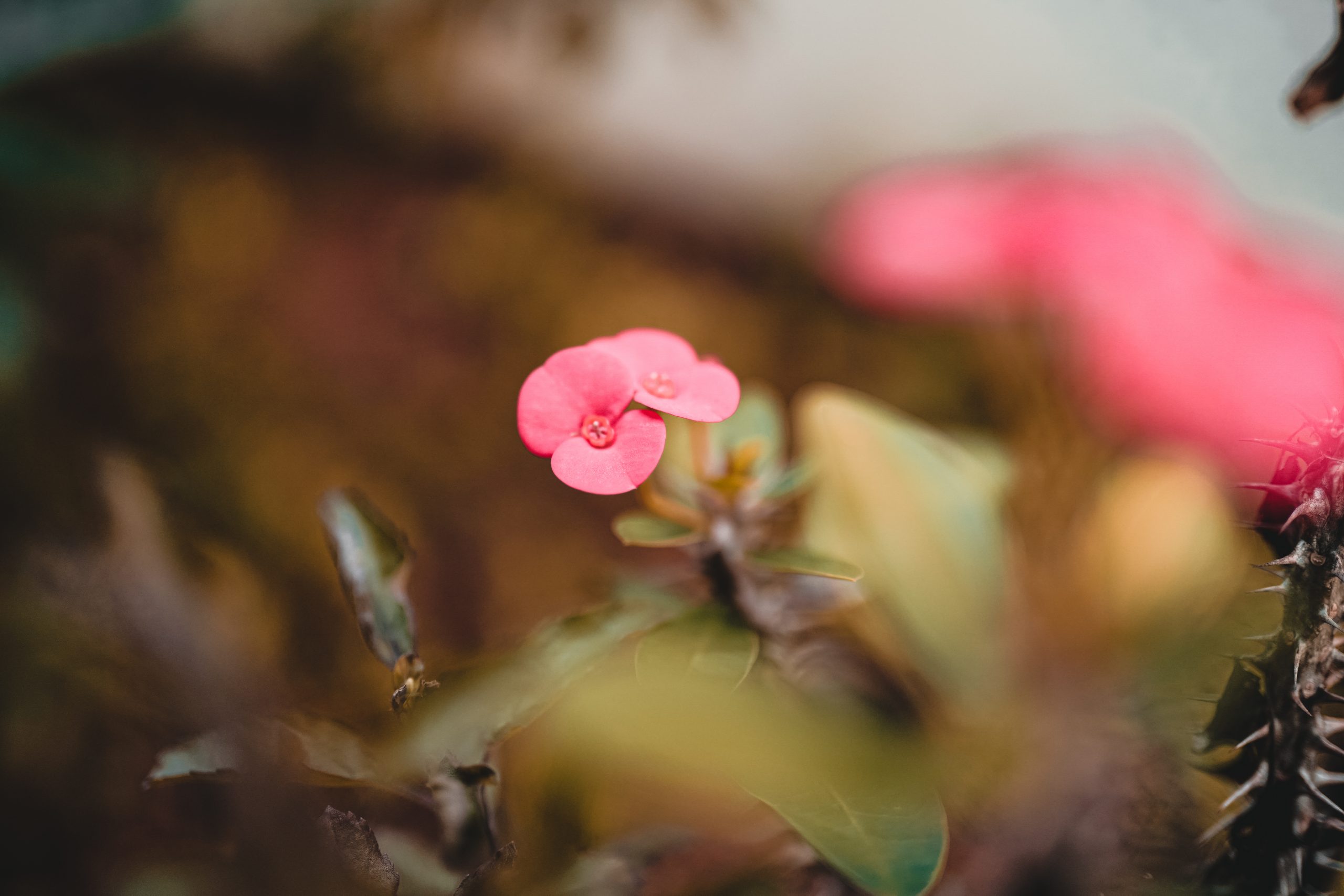 Pink Wildflower