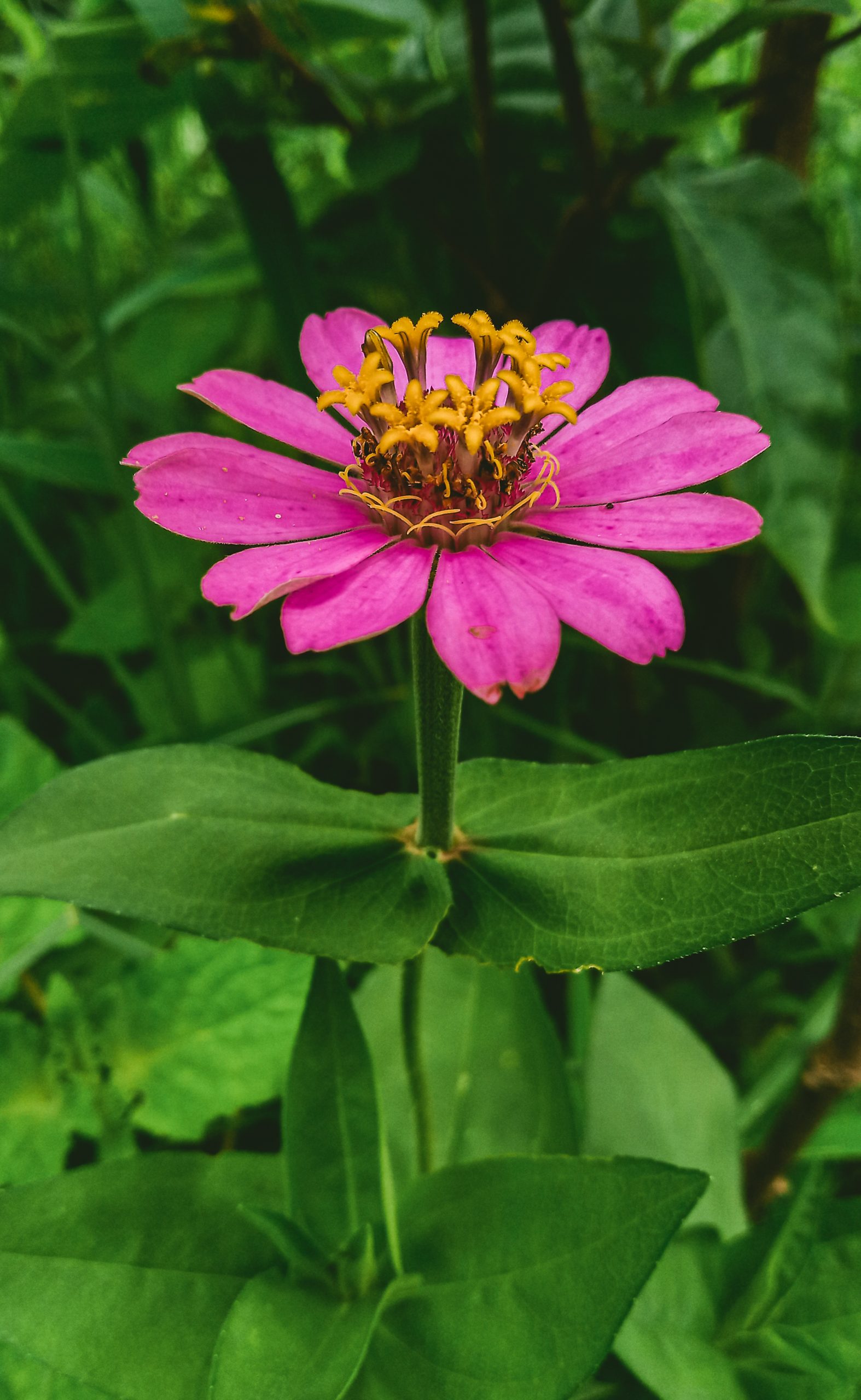 Pink coloured common zinnia