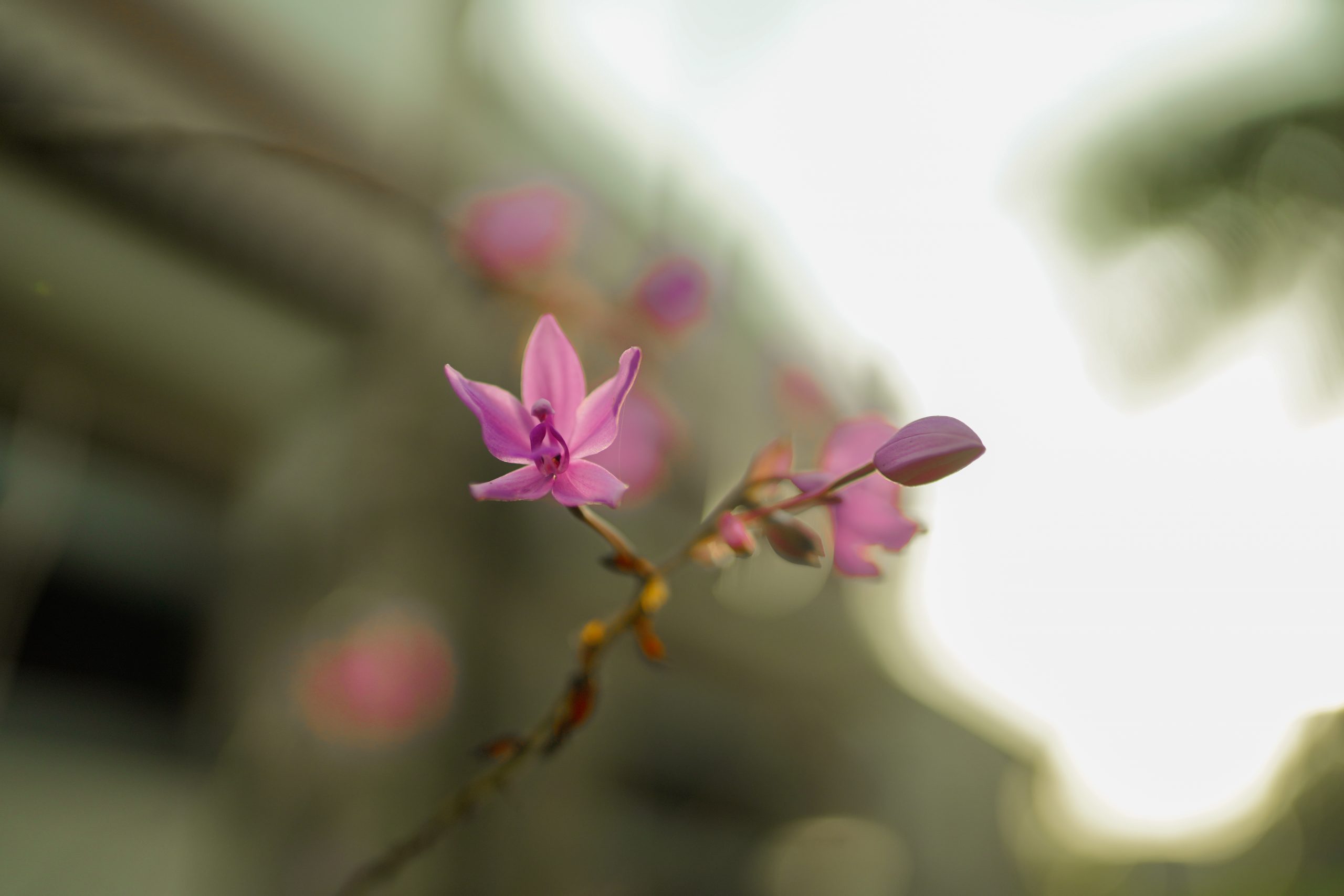 Beautiful pink flower in focus.