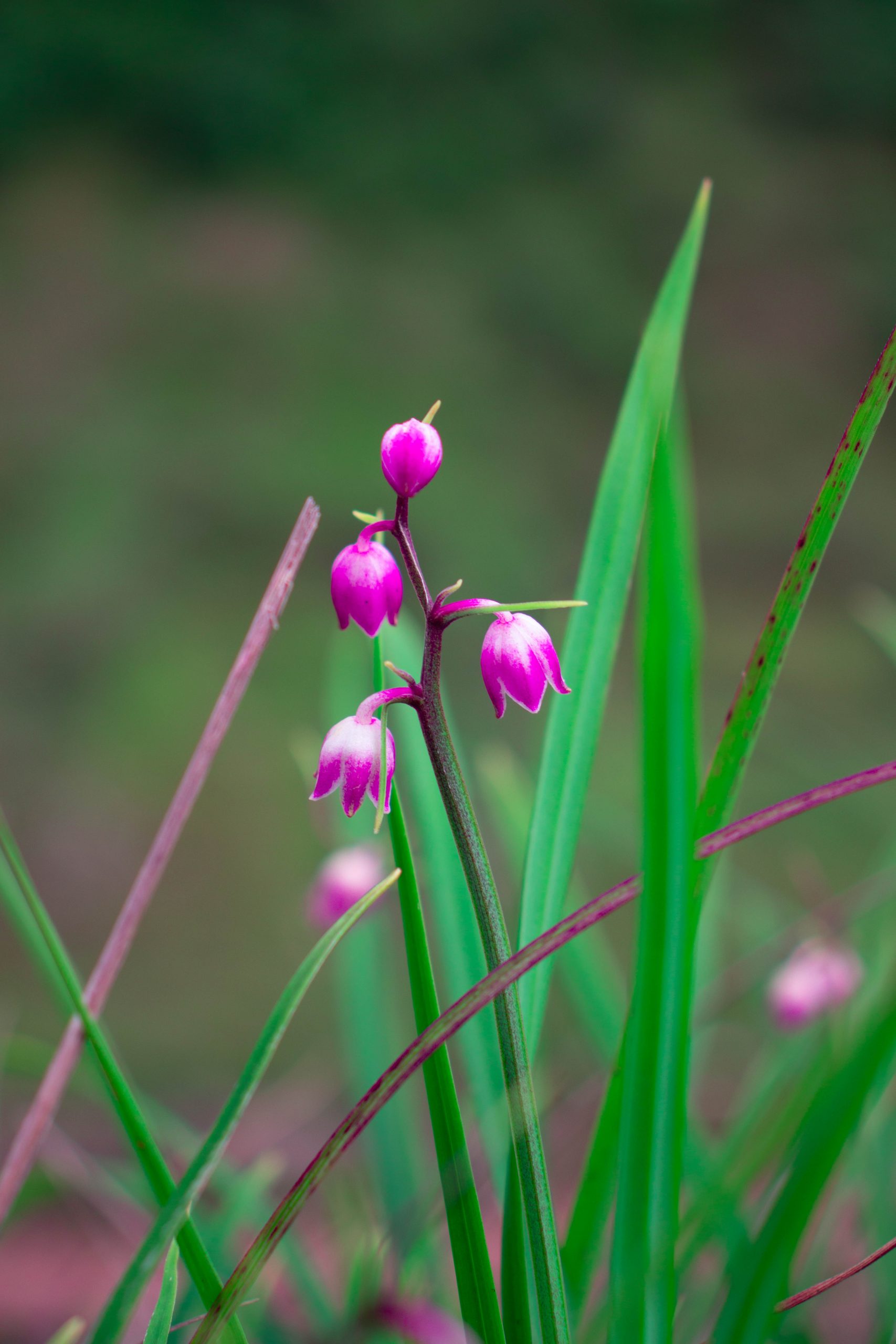 Flowering plant