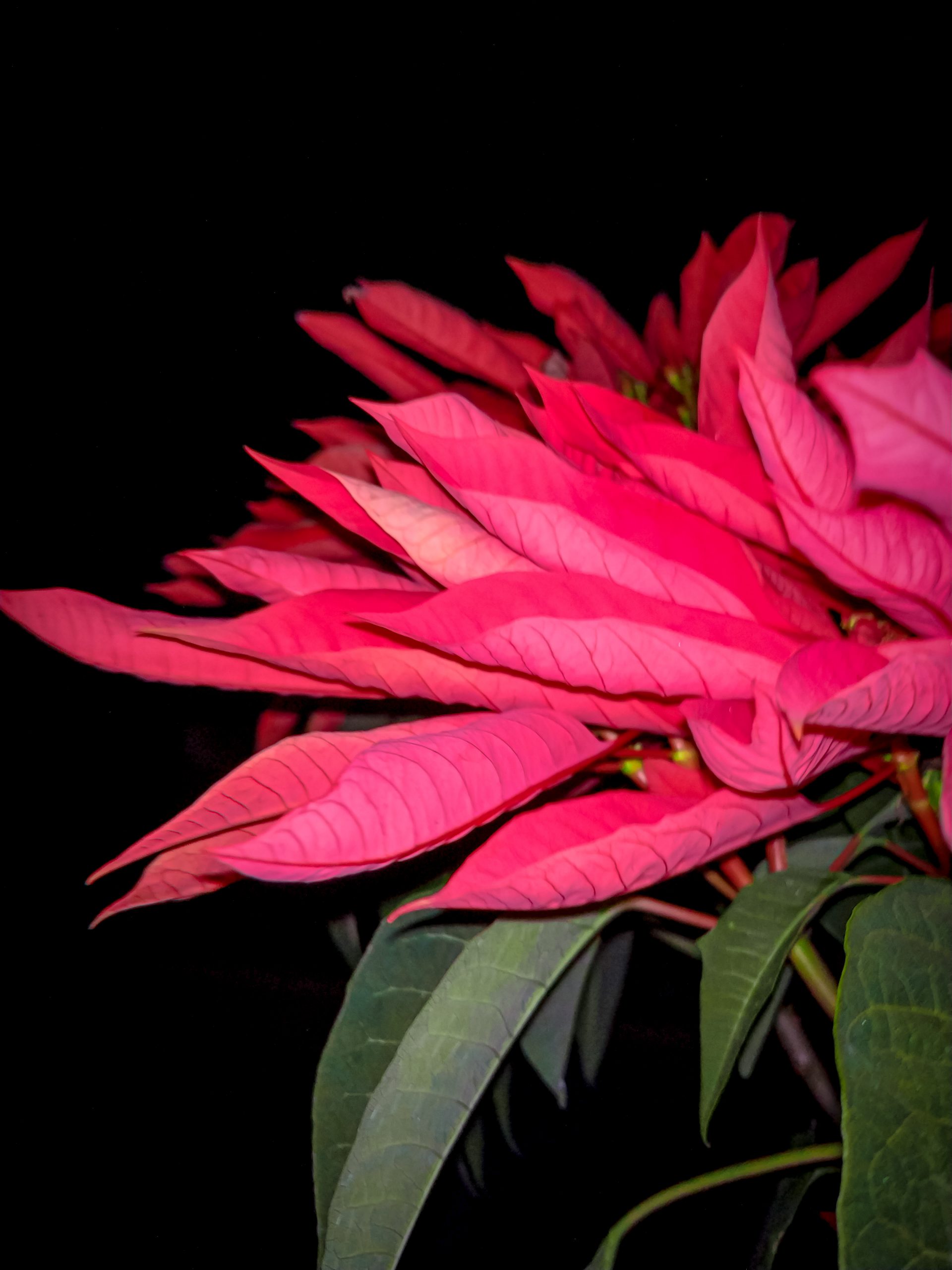 Poinsettia Flower Plant