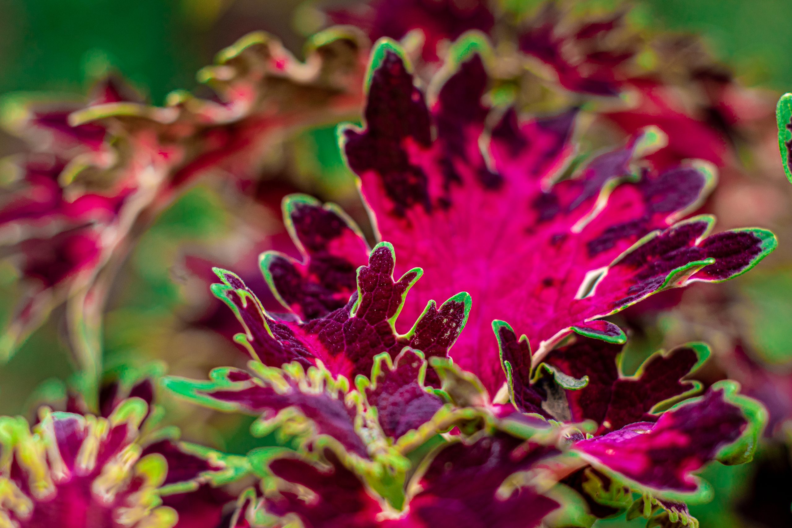 Pink leaves of a plant