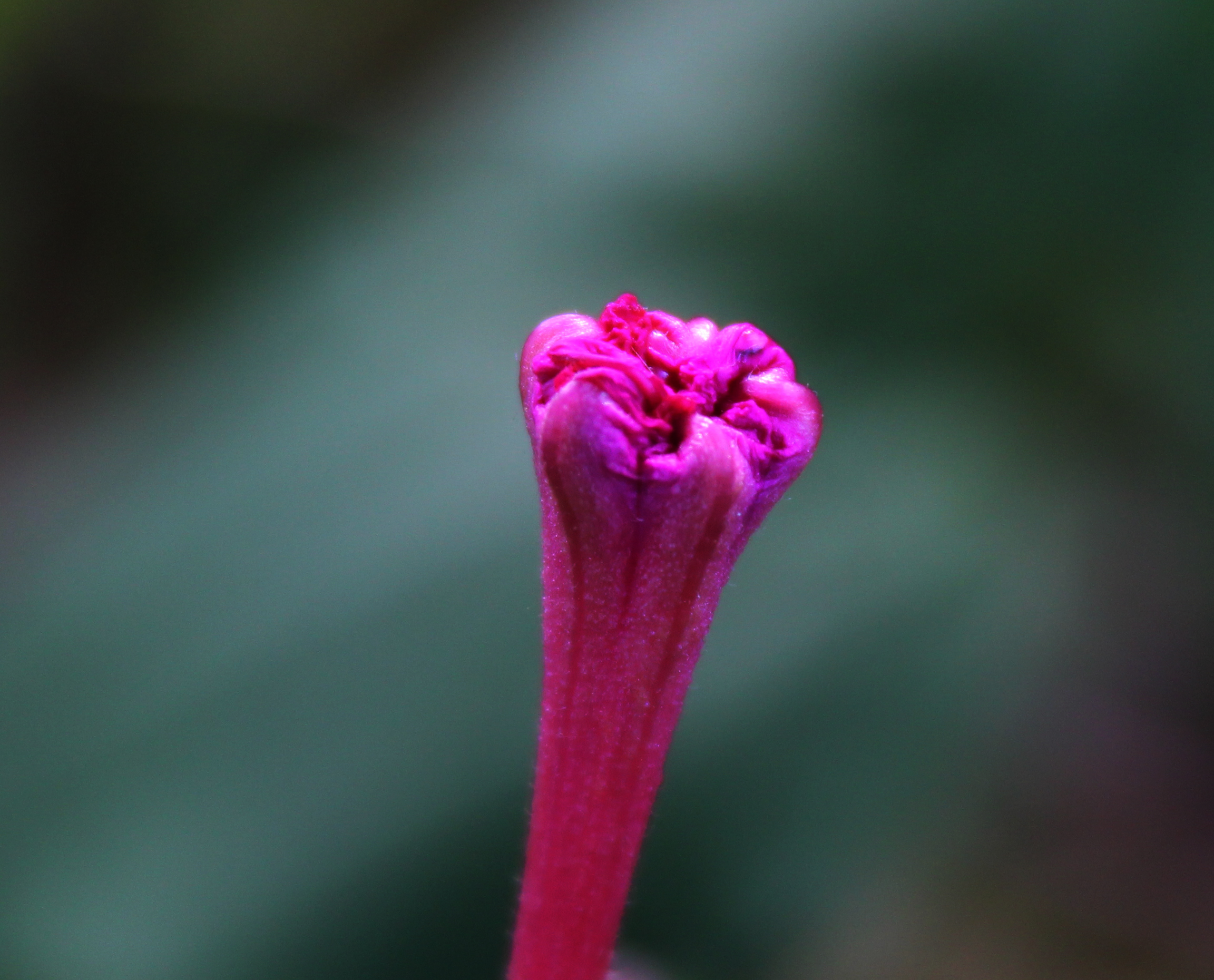pink flower bud