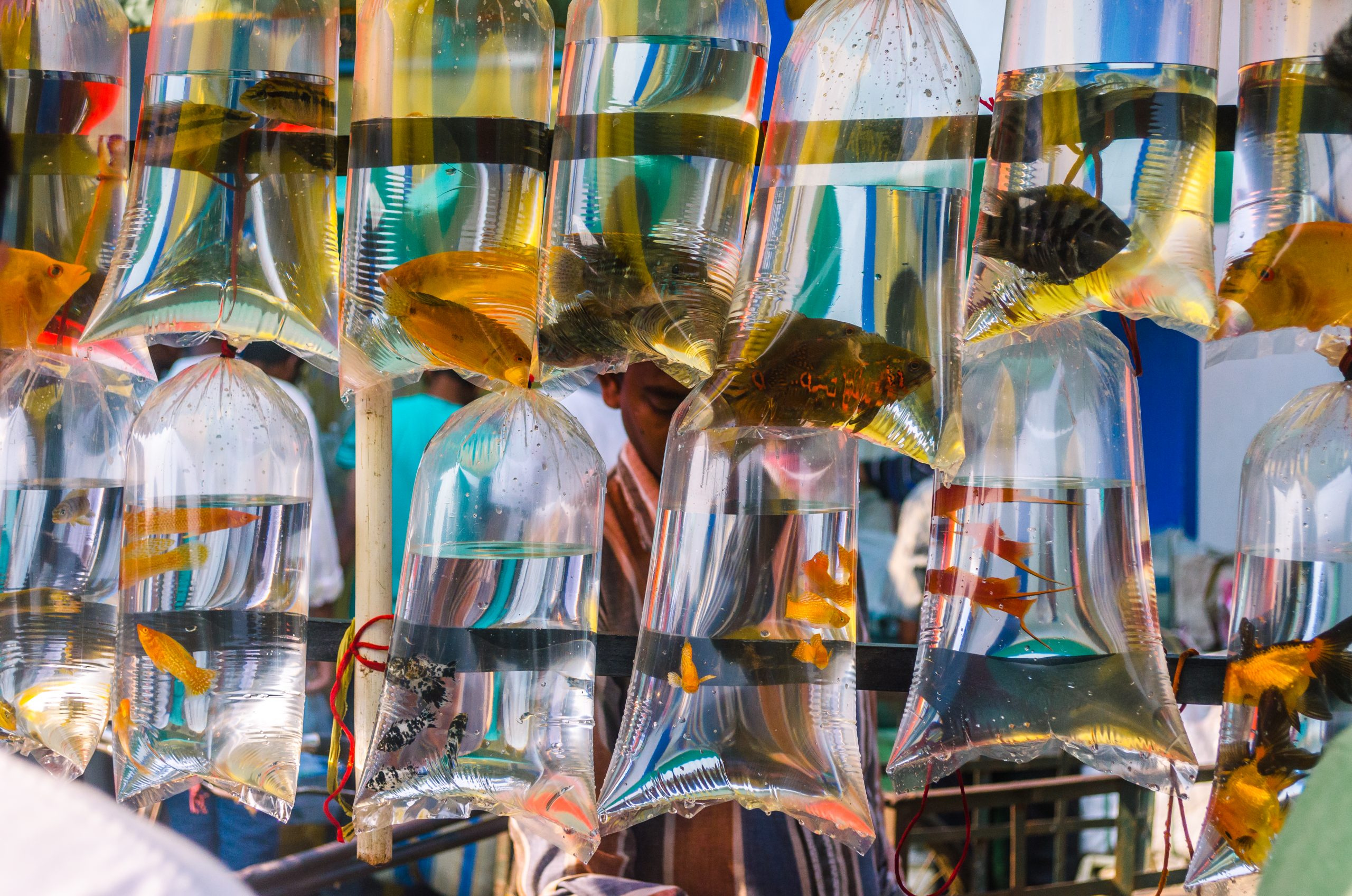 Plastic fish bag for sale at a shop