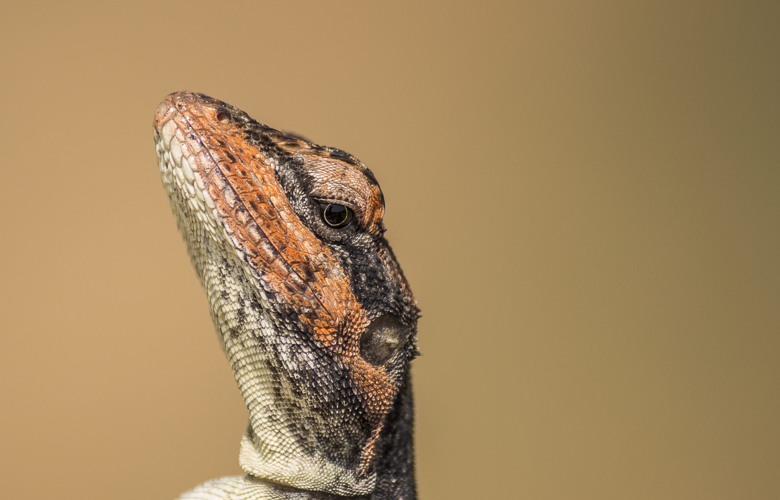 close up of lizard