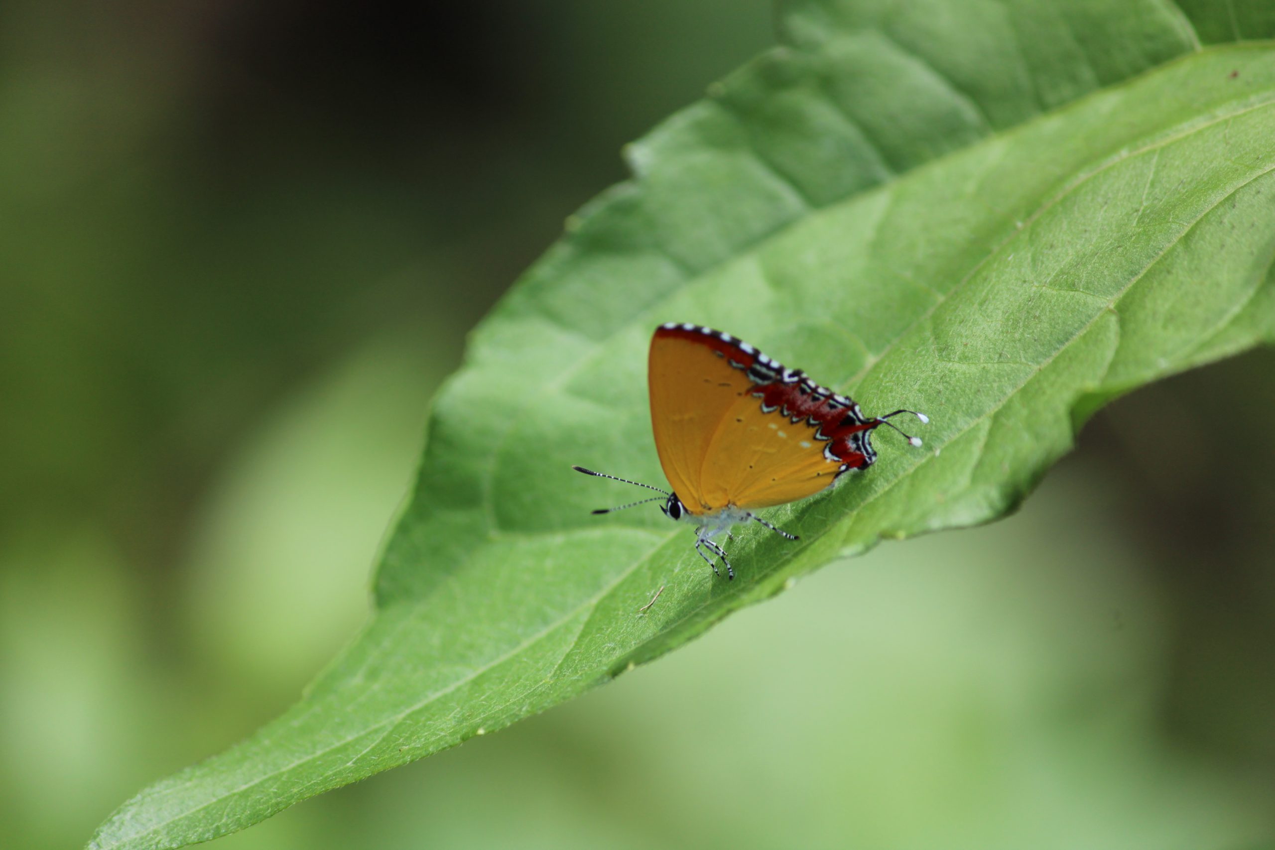 butterfly on a leaf