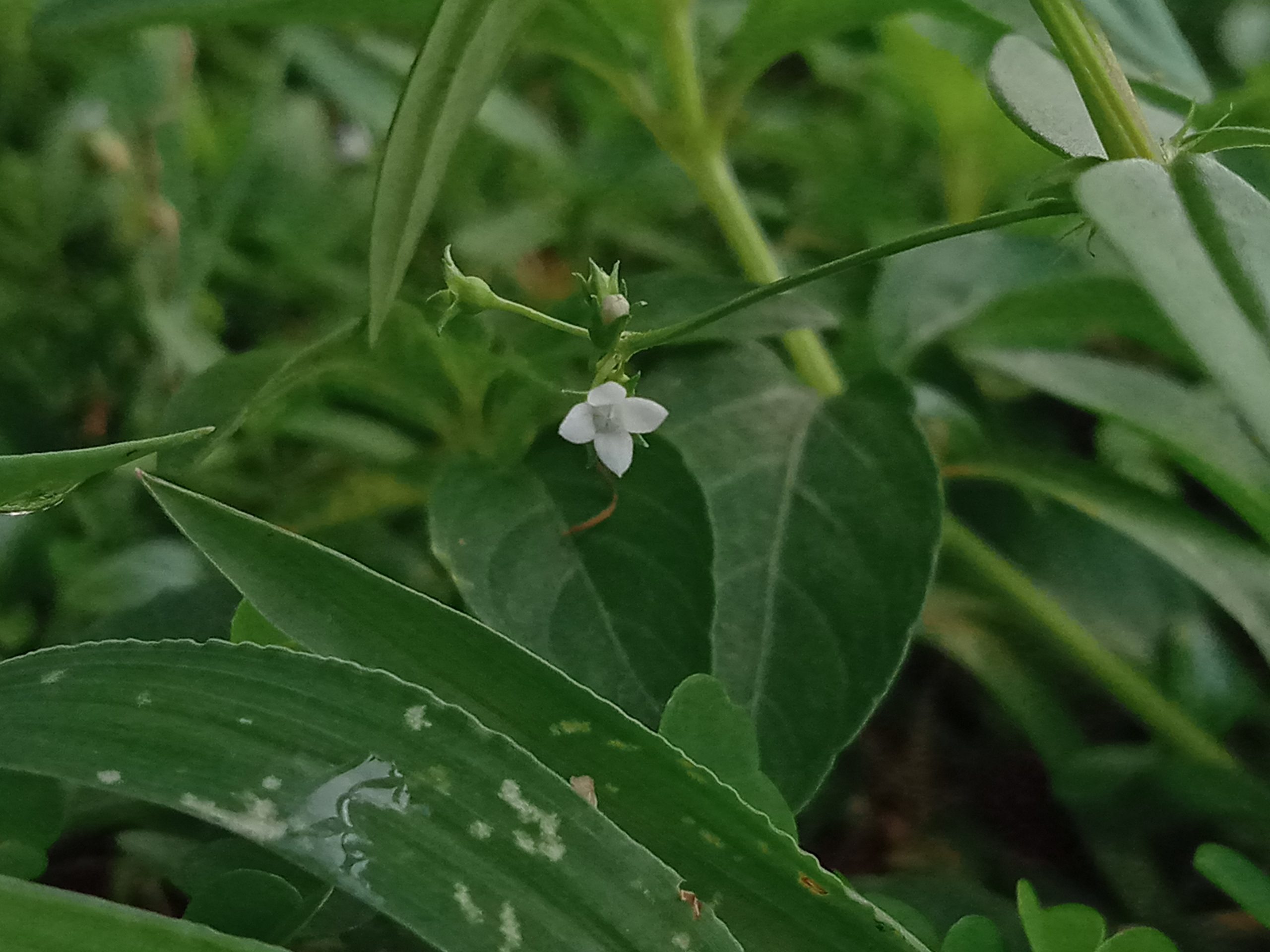 A white flower between green leaves