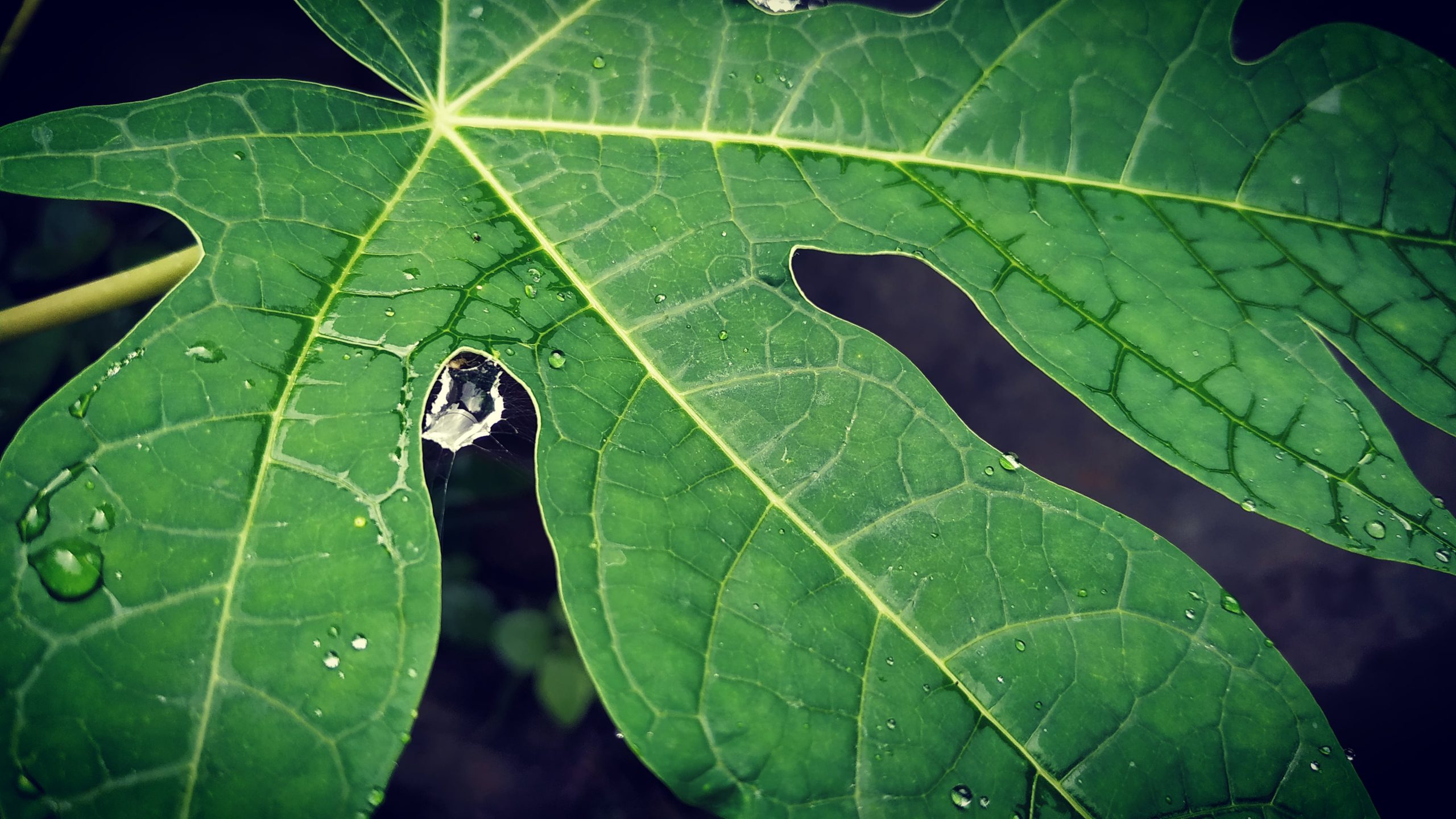 Rain drops on papaya leaf