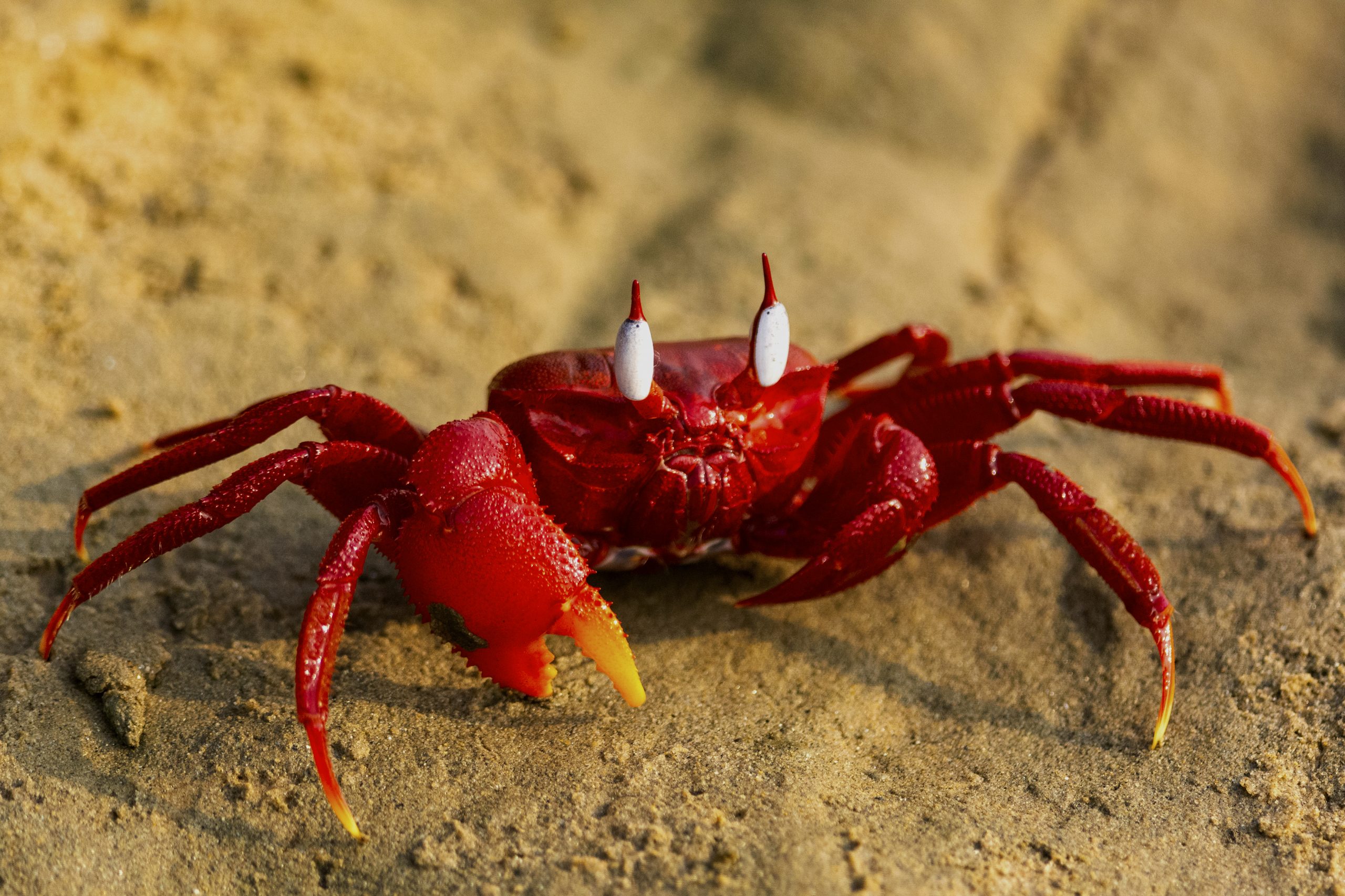 close-up of crab on sand