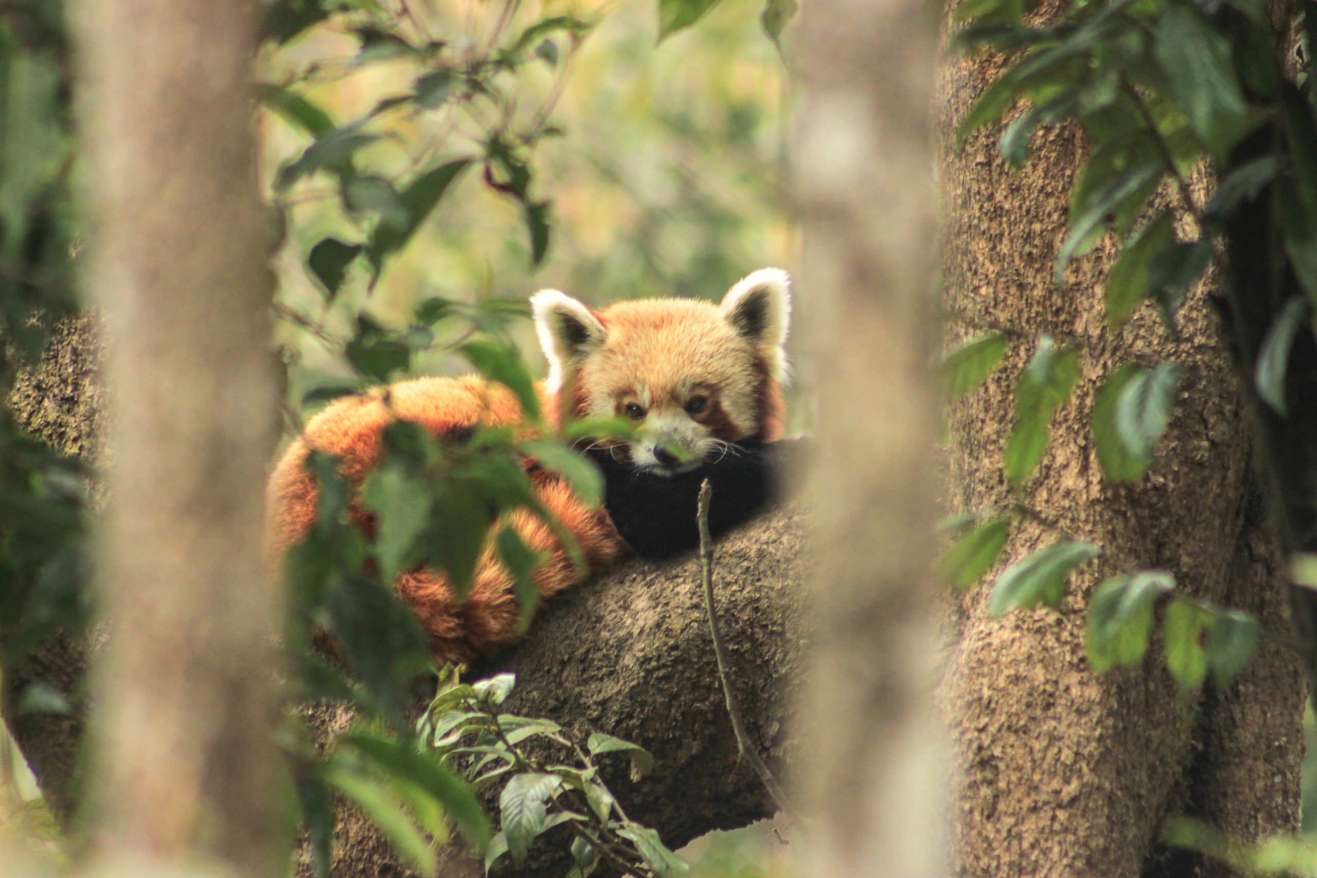 Red Panda on a tree