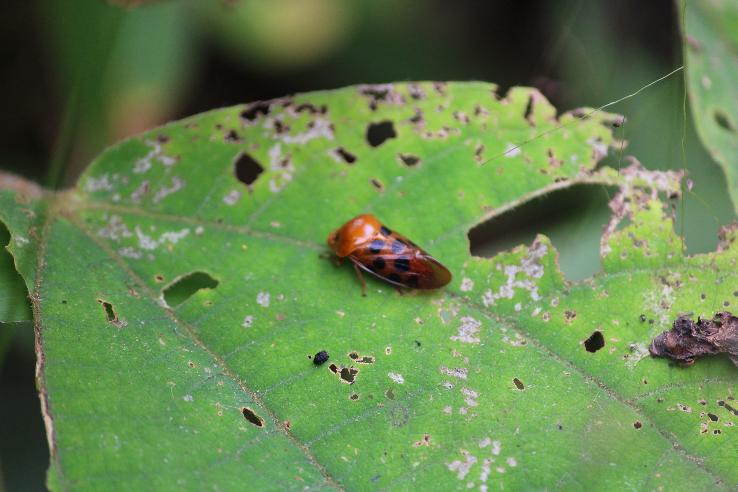 Beetle on leaf