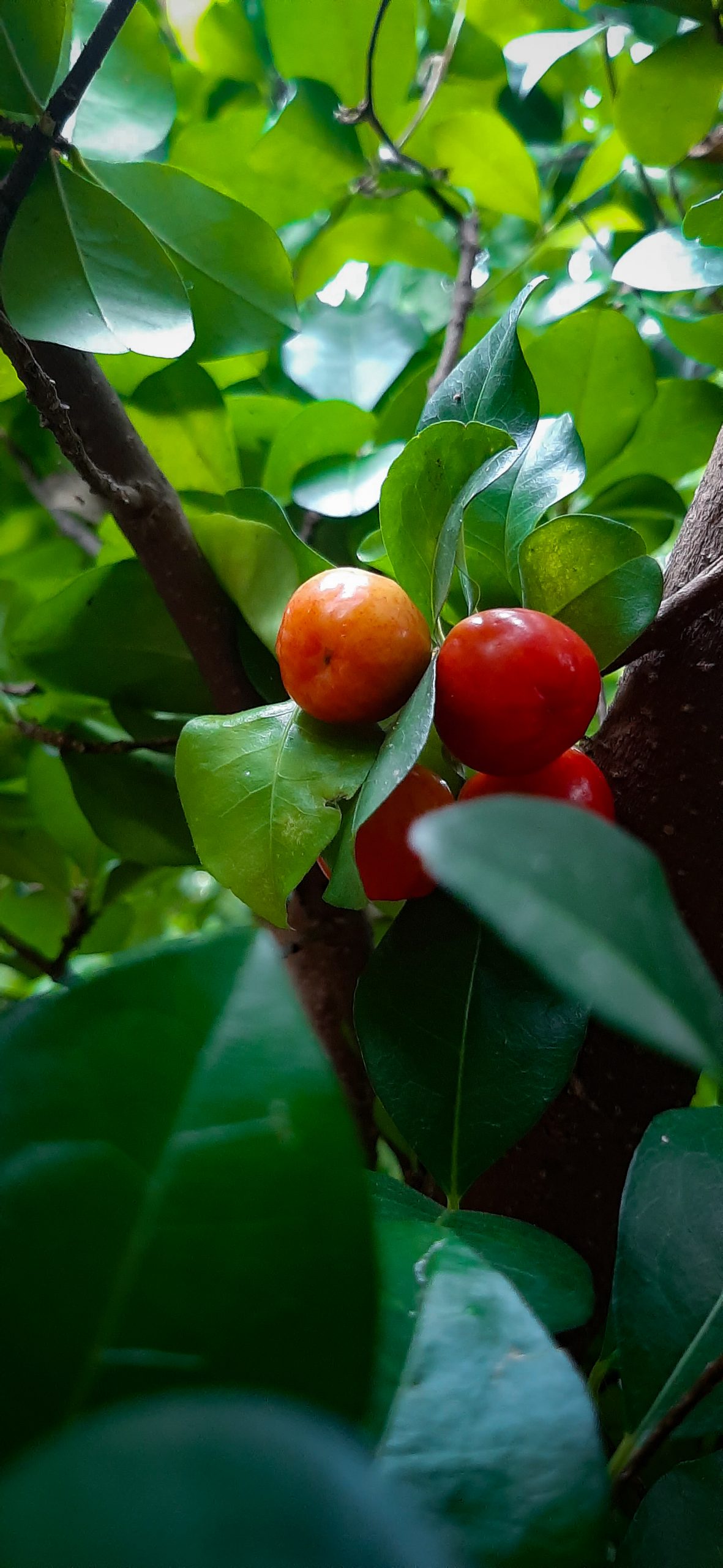 Red cherry on its plant